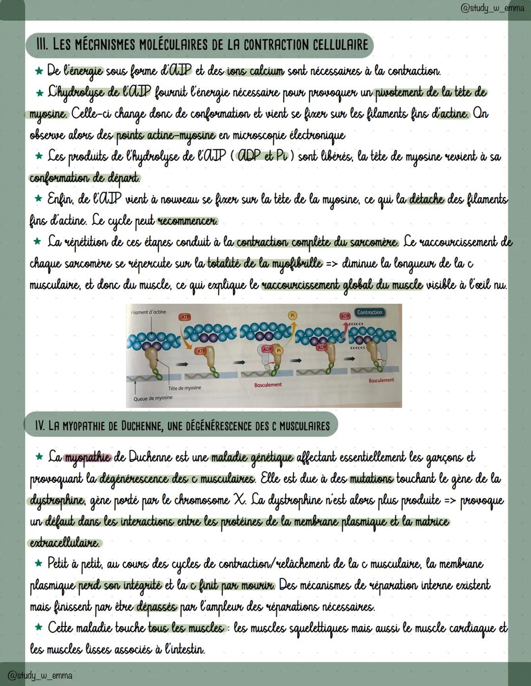 @study_w_emma
# Chap 16 : La cellule musculaire : une
## structure spécialisée
I. LA MÉCANIQUE MUSCULO-SQUELETTIQUE
* Les muscles striés