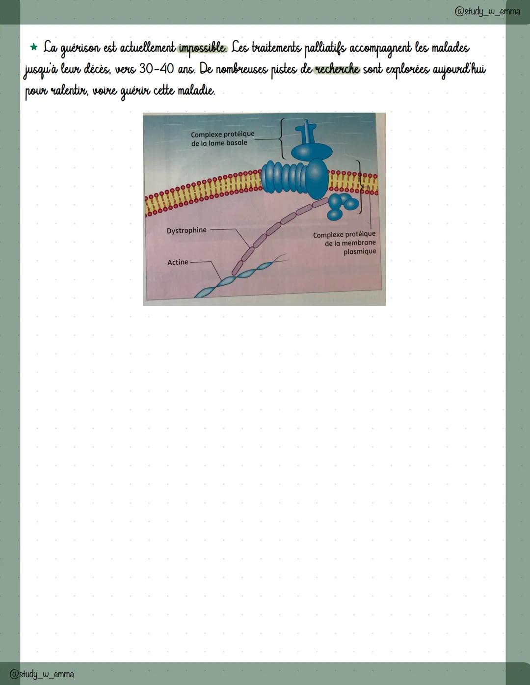 @study_w_emma
# Chap 16 : La cellule musculaire : une
## structure spécialisée
I. LA MÉCANIQUE MUSCULO-SQUELETTIQUE
* Les muscles striés