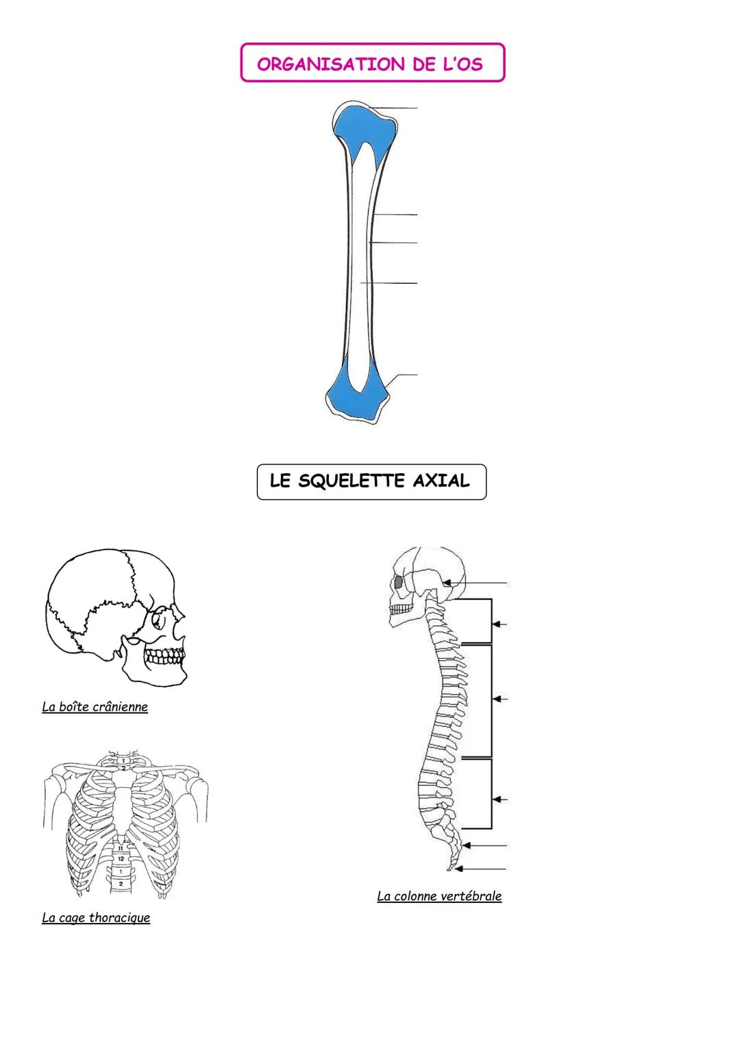 THEME 2: APPAREIL LOCOMOTEUR ET MOTRICITE
CHAPITRE 3: ORGANISATION ET EXPLORATION DU SQUELETTE
OBJECTIFS
➤ Identifier les principaux élém