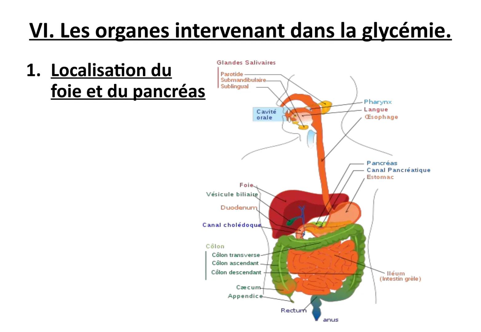 # Chapitre 1 : La régulation de la glycémie. # Introduction: l'Homéostasie
* L'organisme est le siège permanent de
réactions chimiques qu