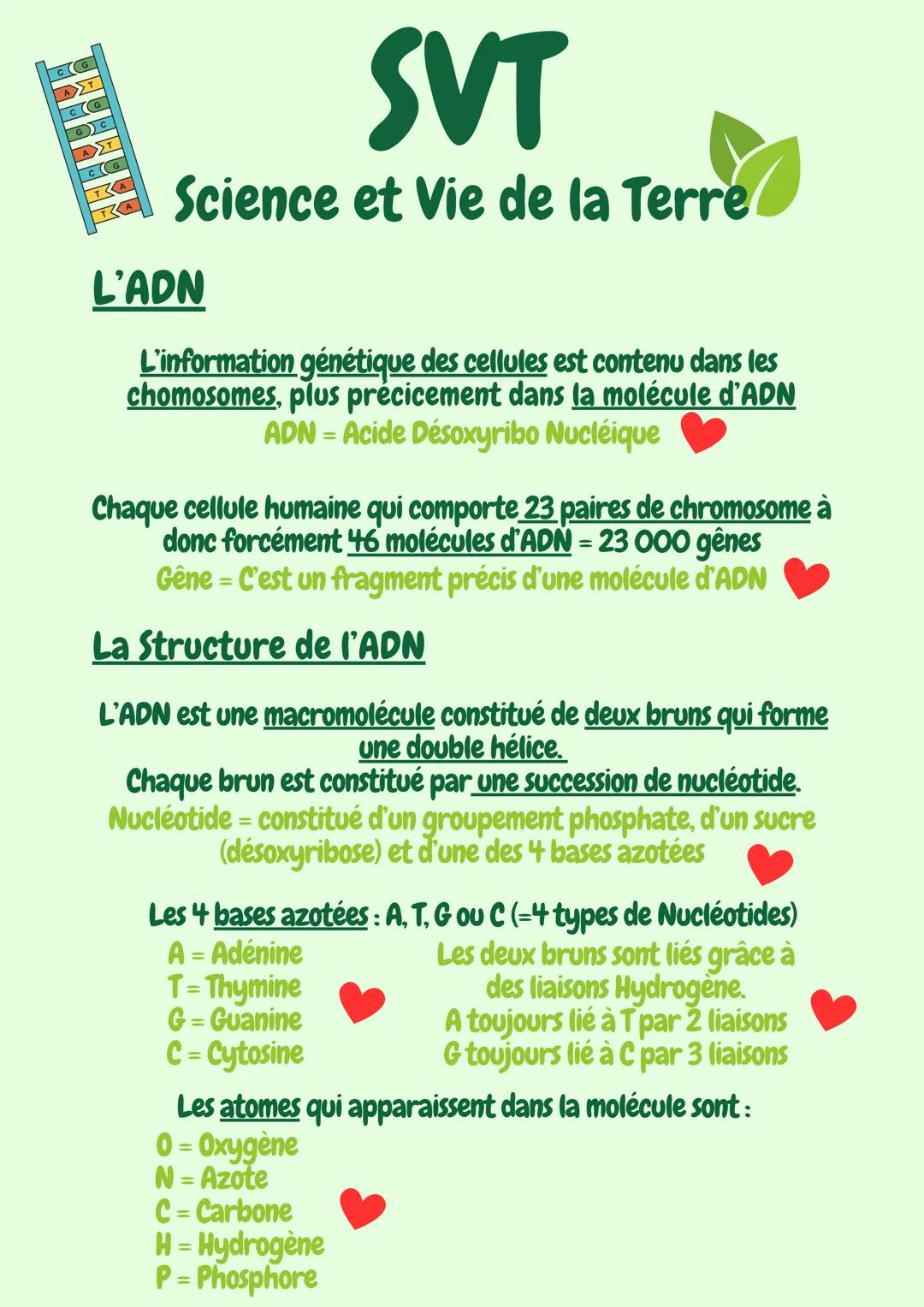 # SVT
Science et Vie de la Terre
# L'ADN
L'information génétique des cellules est contenu dans les
chomosomes, plus précicement dans la mo