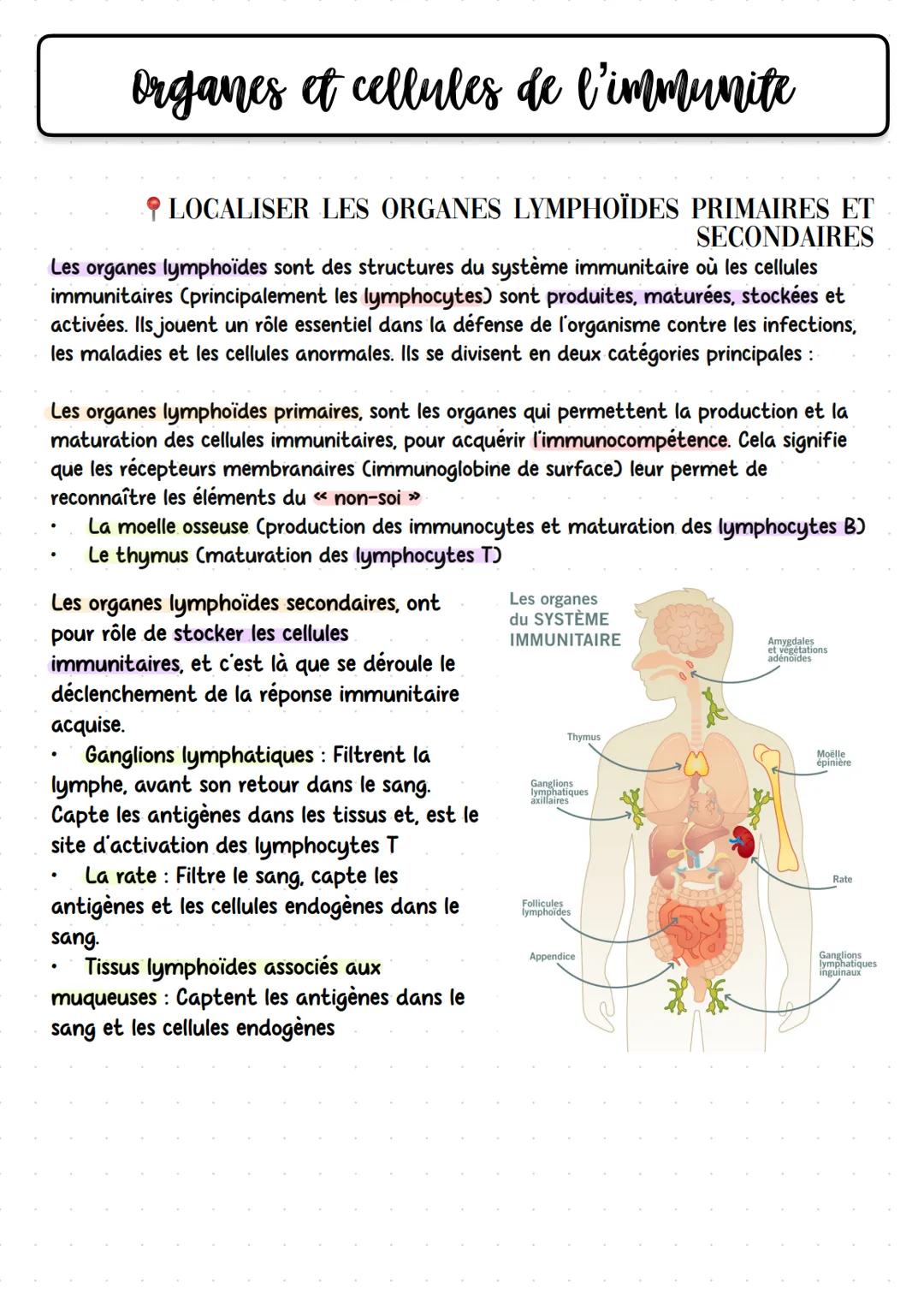 # organes et cellules de l'immunite
LOCALISER LES ORGANES LYMPHOÏDES PRIMAIRES ET
SECONDAIRES
Les organes lymphoïdes sont des structures du