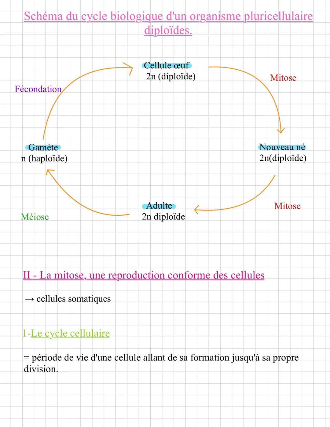 Chap 1: Les divisions cellulaires chez
les encarlyotes
On appelle eucaryotes les organismes dont les cellules ont un noyau
renferment les ch