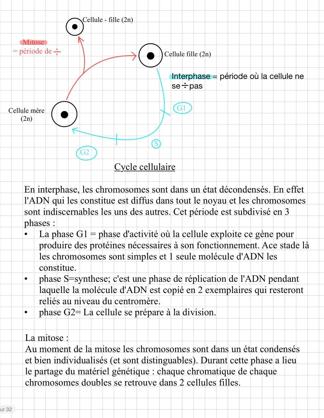 Chap 1: Les divisions cellulaires chez
les encarlyotes
On appelle eucaryotes les organismes dont les cellules ont un noyau
renferment les ch