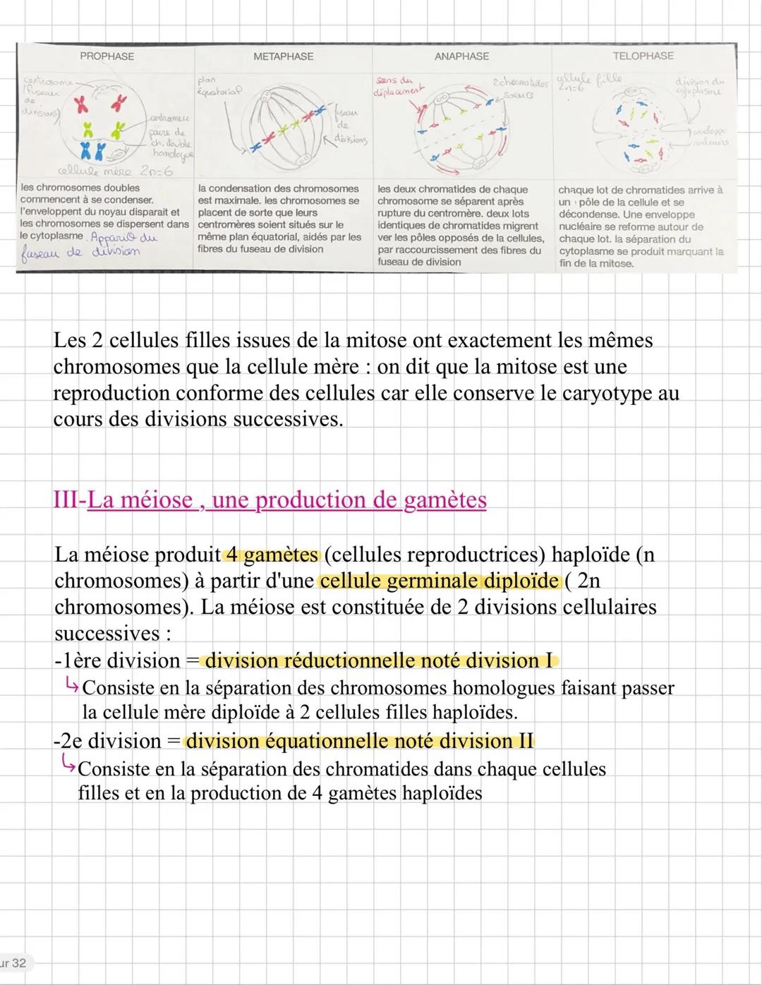 Chap 1: Les divisions cellulaires chez
les encarlyotes
On appelle eucaryotes les organismes dont les cellules ont un noyau
renferment les ch