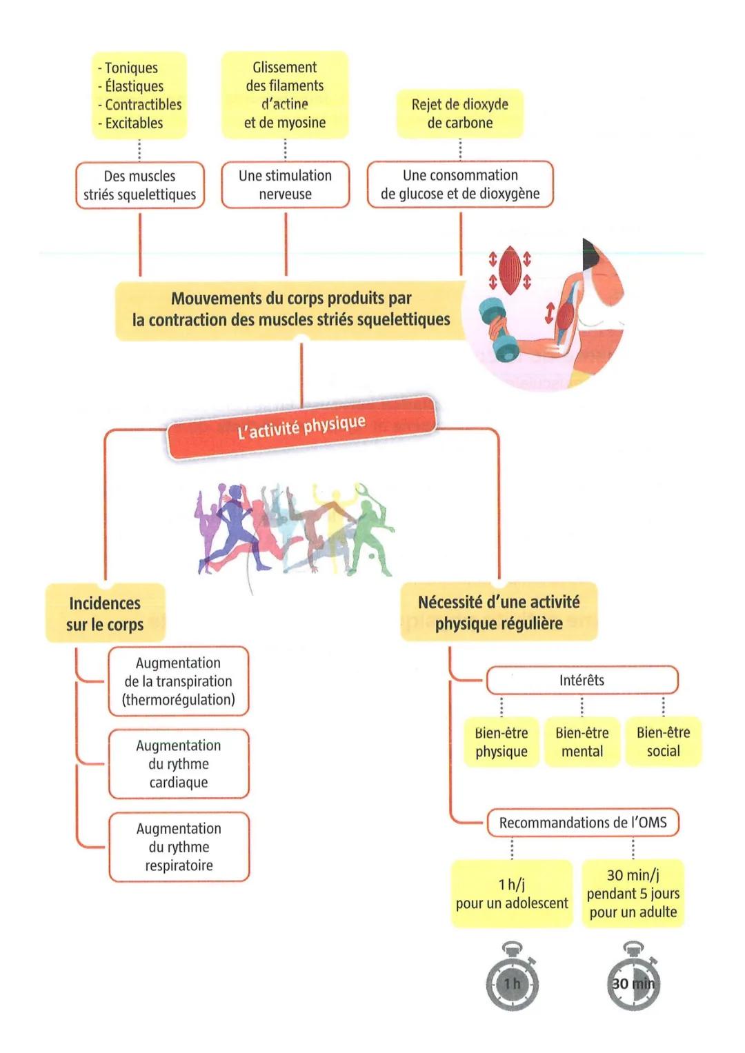 PSE
2nde Bac Pro
M. LACROIX
L'ACTIVITÉ PHYSIQUE
Thématique A - Module A3
EN RÉSUMÉ, A RETENIR :
L'activité physique:
- L'activité physique c
