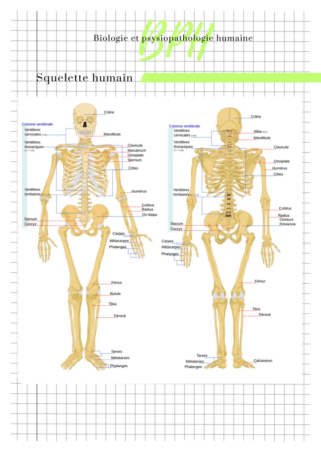 # Biologie et psysiopathologie humaine
# Squelette humain
Crâne
Colonne vertébrale
Vertèbres
cervicales
Vertèbres
thoraciques
Mandibule