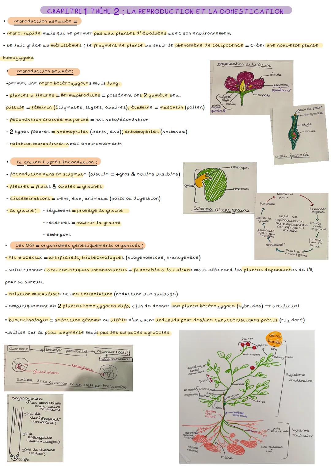 # CHAPITRE 1 THÈME 2: LA REPRODUCTION ET LA DOMESTICATION
reproduction asexuée =
- repro, rapide mais qui ne permer pas aux plantes d'évol
