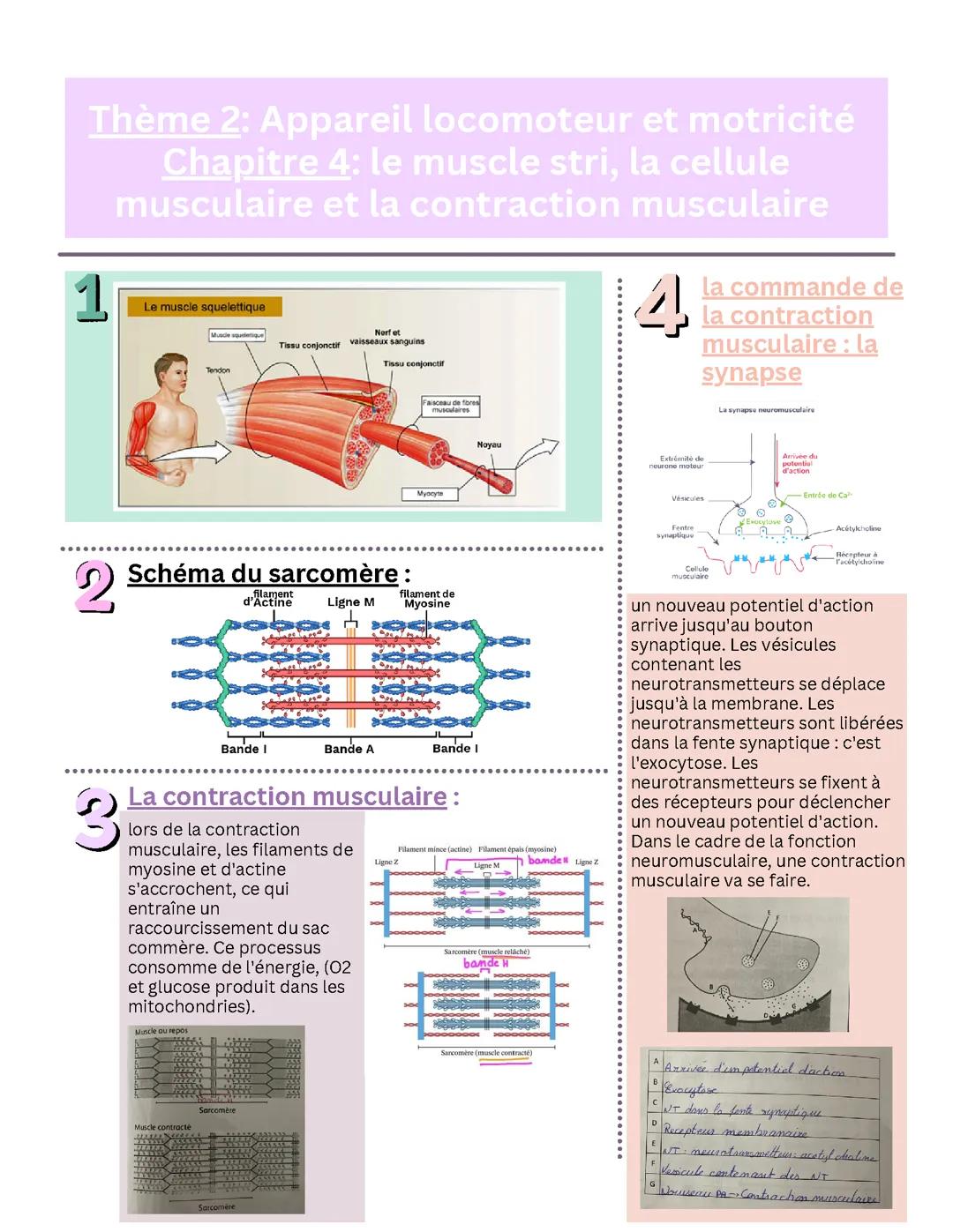BHP - Le muscle strié, la cellule musculaire et la contraction musculaire