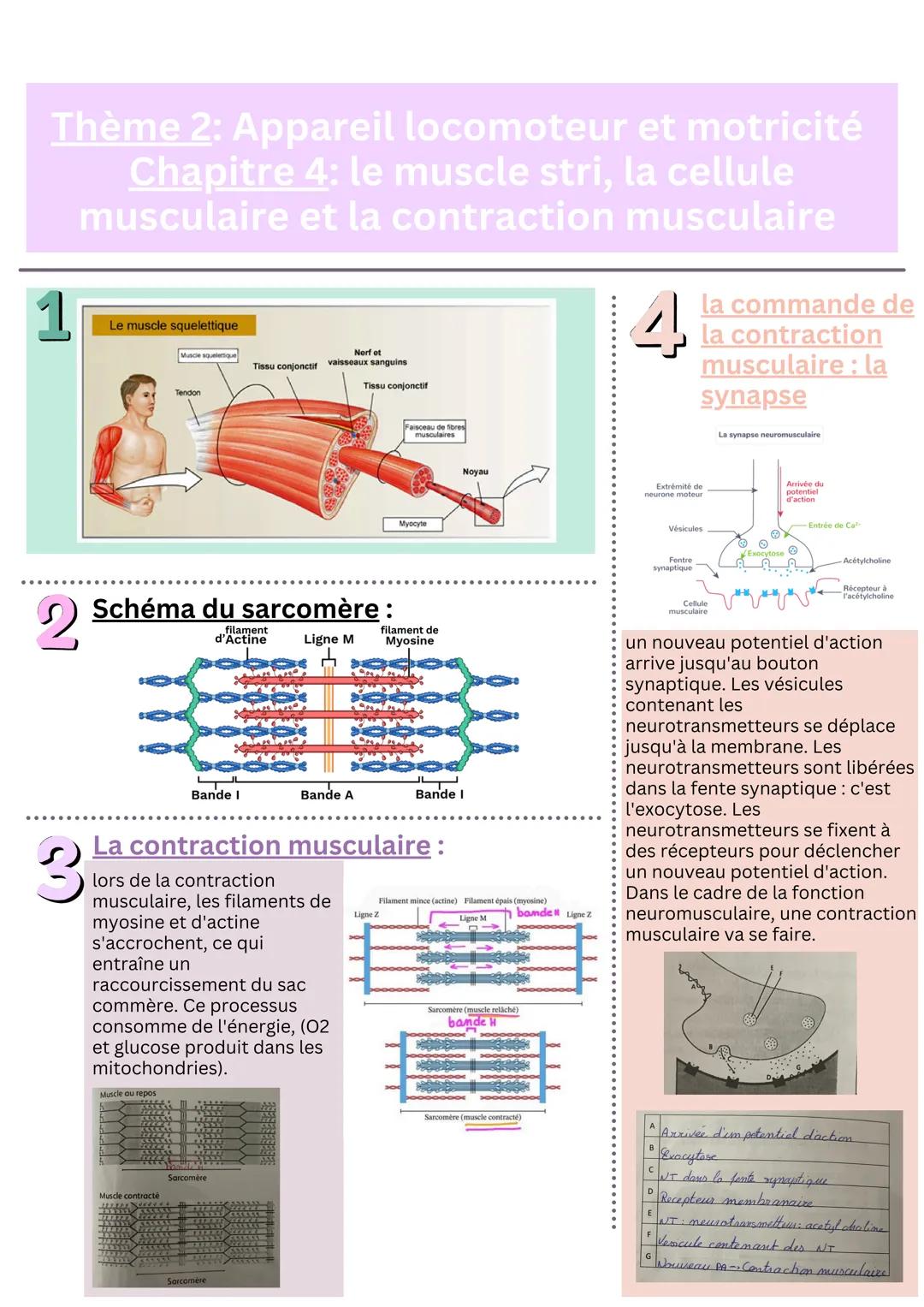 Thème 2: Appareil locomoteur et motricité
Chapitre 4: le muscle stri, la cellule
musculaire et la contraction musculaire
Le muscle squeletti
