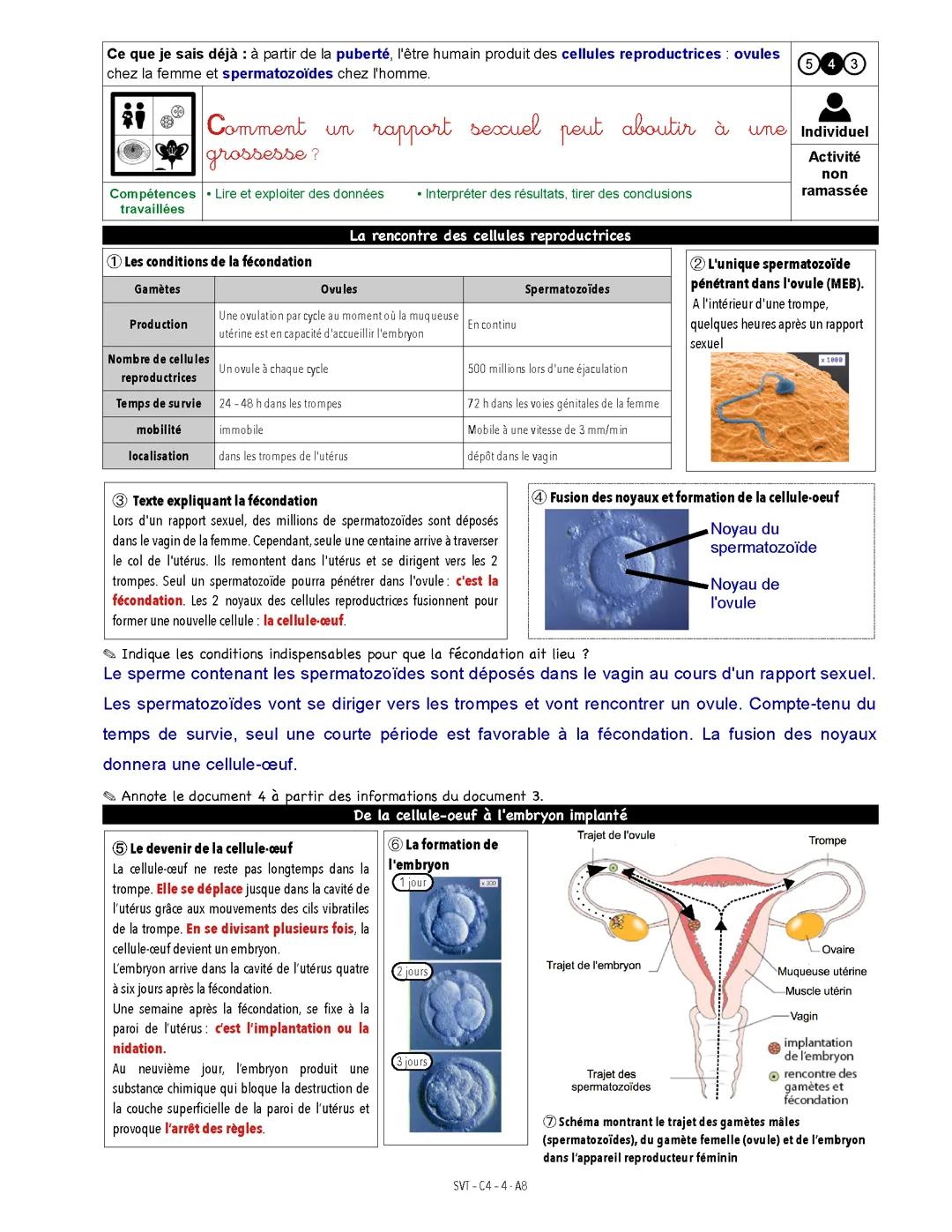 Comment un rapport sexuel peut aboutir à une grossesse ?
