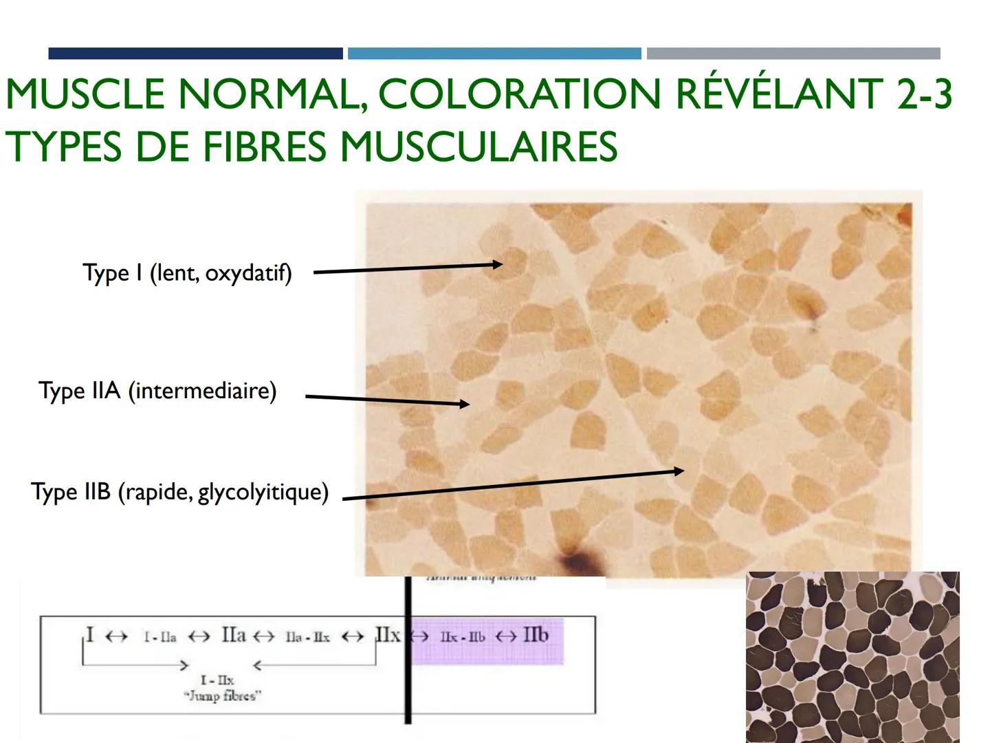 UE 303 APPROCHES DE LA MOTRICITÉ ET COMPORTEMENTS
SENSORIMOTEURS
EC2 NEUROSCIENCES DU CONTRÔLE MOTEUR (C. LANGLET)
DÉTERMINANTS PHYSIOLOGIQU