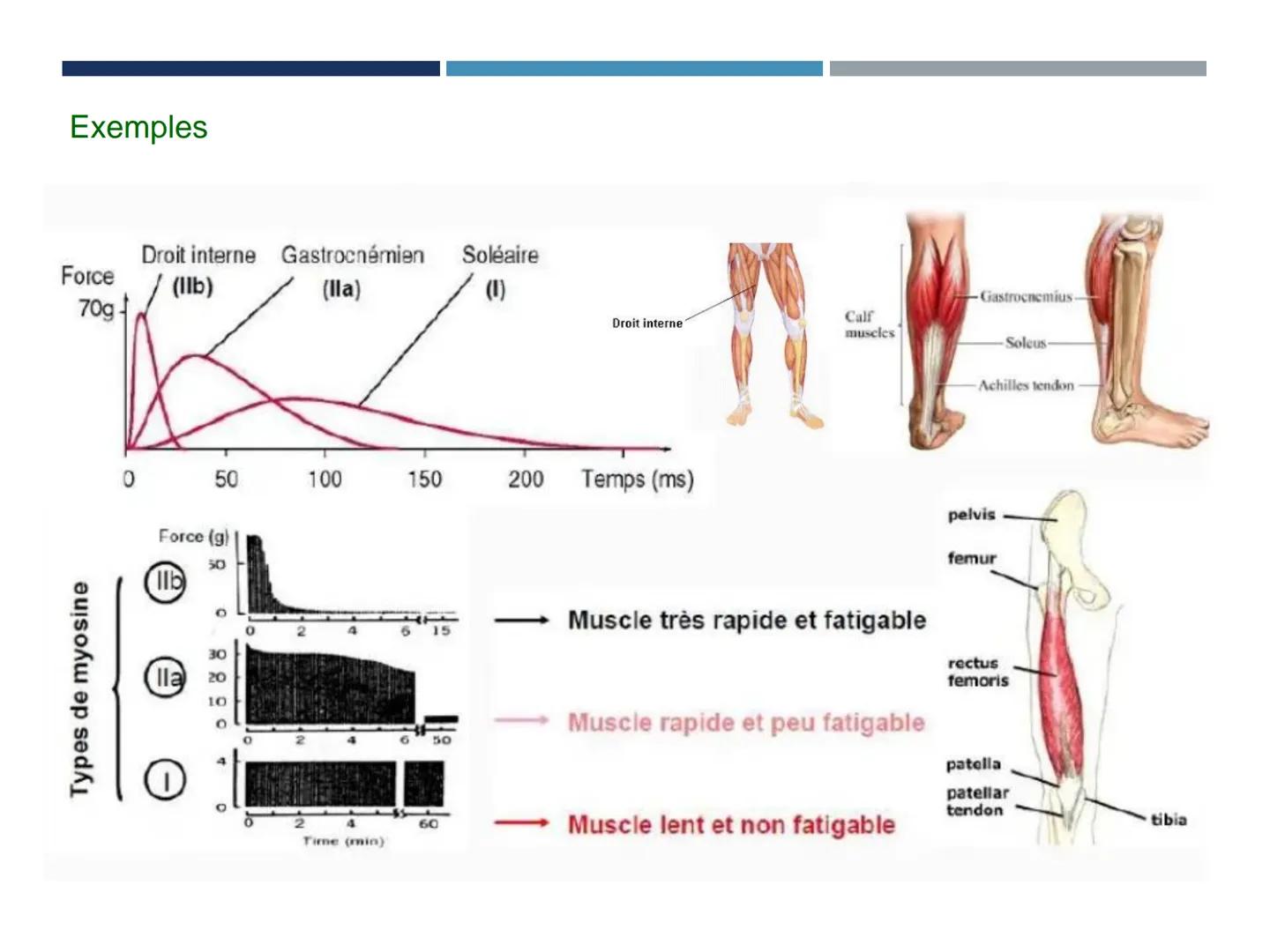 UE 303 APPROCHES DE LA MOTRICITÉ ET COMPORTEMENTS
SENSORIMOTEURS
EC2 NEUROSCIENCES DU CONTRÔLE MOTEUR (C. LANGLET)
DÉTERMINANTS PHYSIOLOGIQU