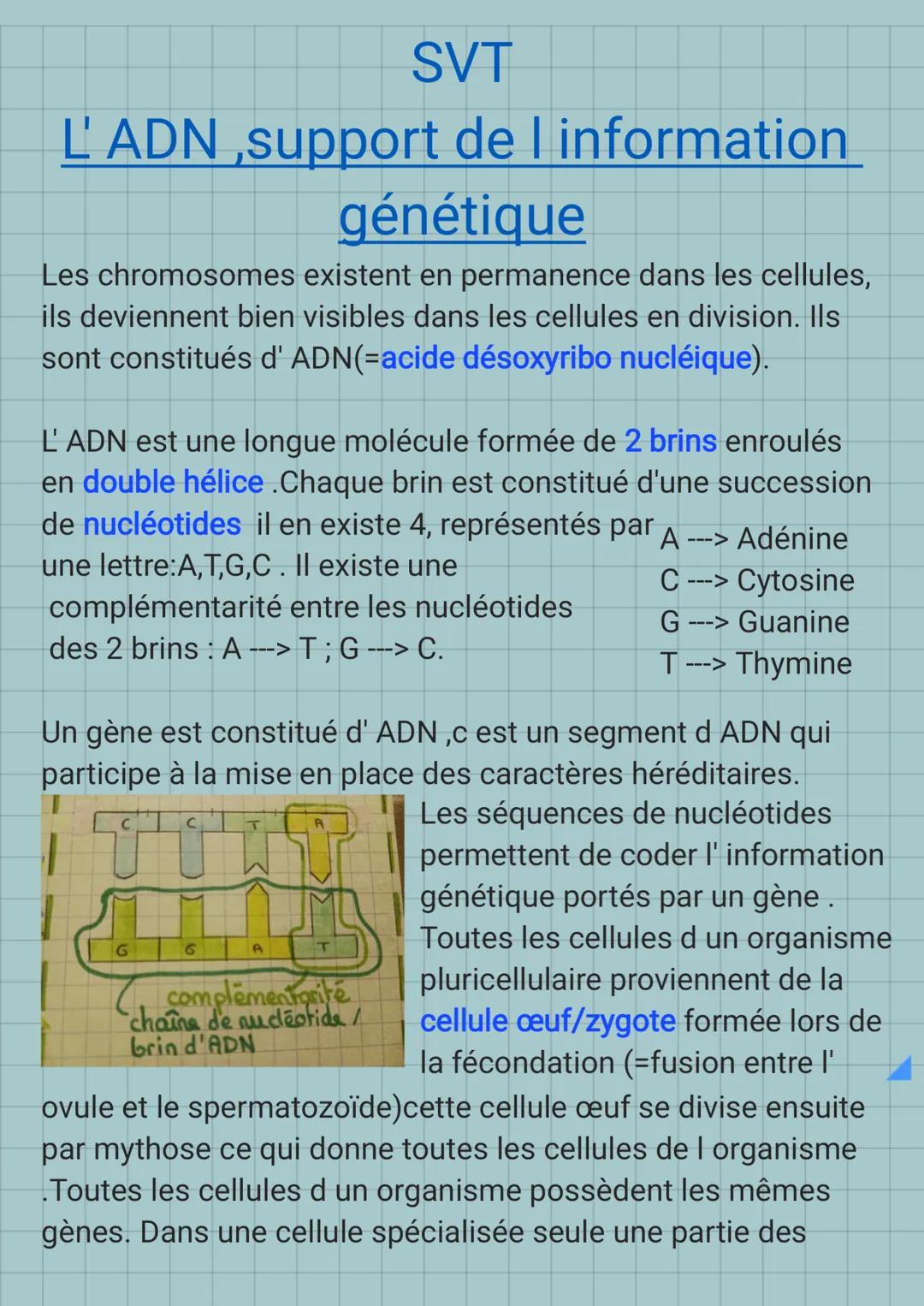 SVT
L'ADN, support de I information
génétique
Les chromosomes existent en permanence dans les cellules,
ils deviennent bien visibles dans