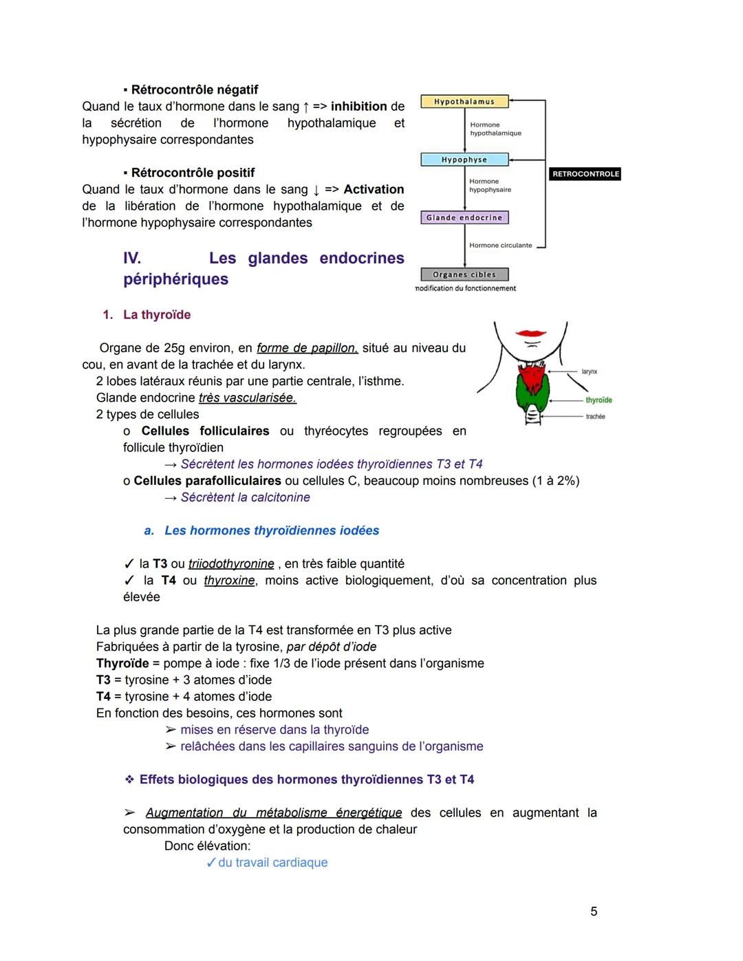 Le système endocrinien/hormonal
I. Notions générales
Glande exocrine glande qui sécrète une substance qui est déversée par un canal
excréteu
