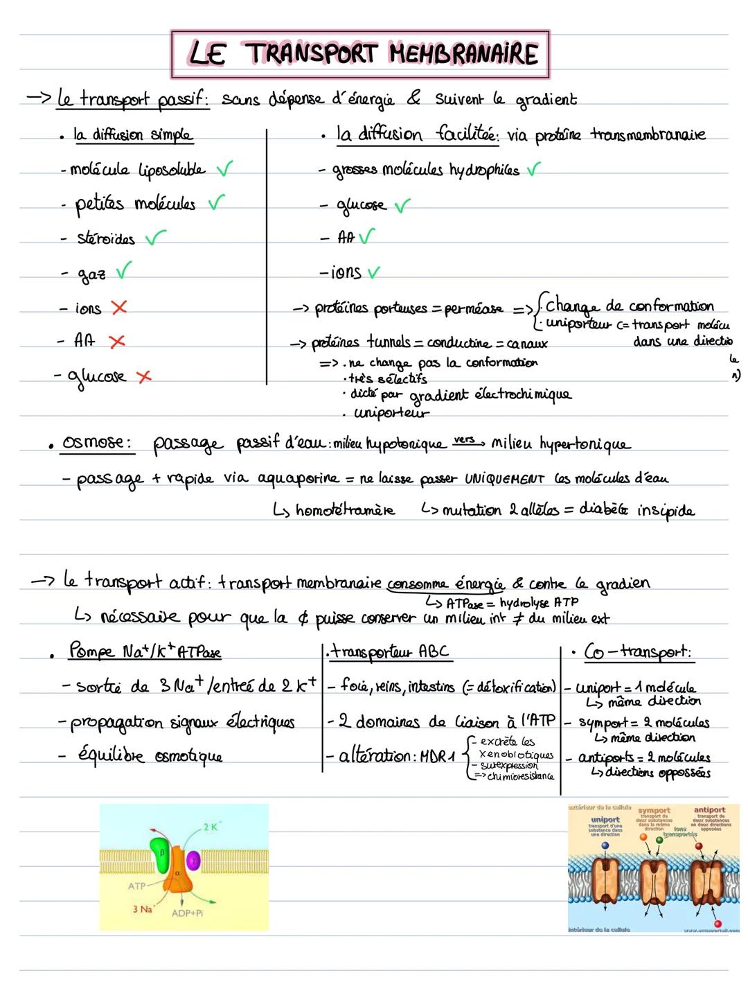 # LE TRANSPORT MEMBRANAIRE
→ le transport passif: sans dépense d'énergie & suivent le gradient
- la diffusion simple
- molécule liposolub