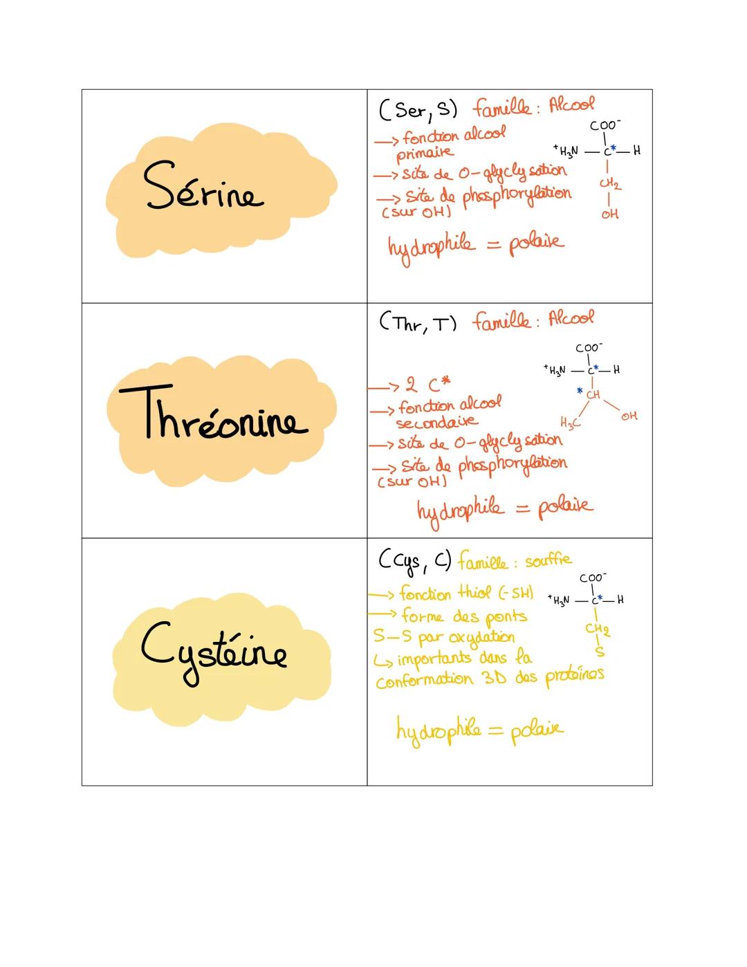 Glycine
Alanine
Valine
(Gly, G) famille: Aliphatique
+H3N-
COO-
H
-> le + simple des AA
peu encombrant (R=H)
• seul AA pas de C*
(Ala, A) fa