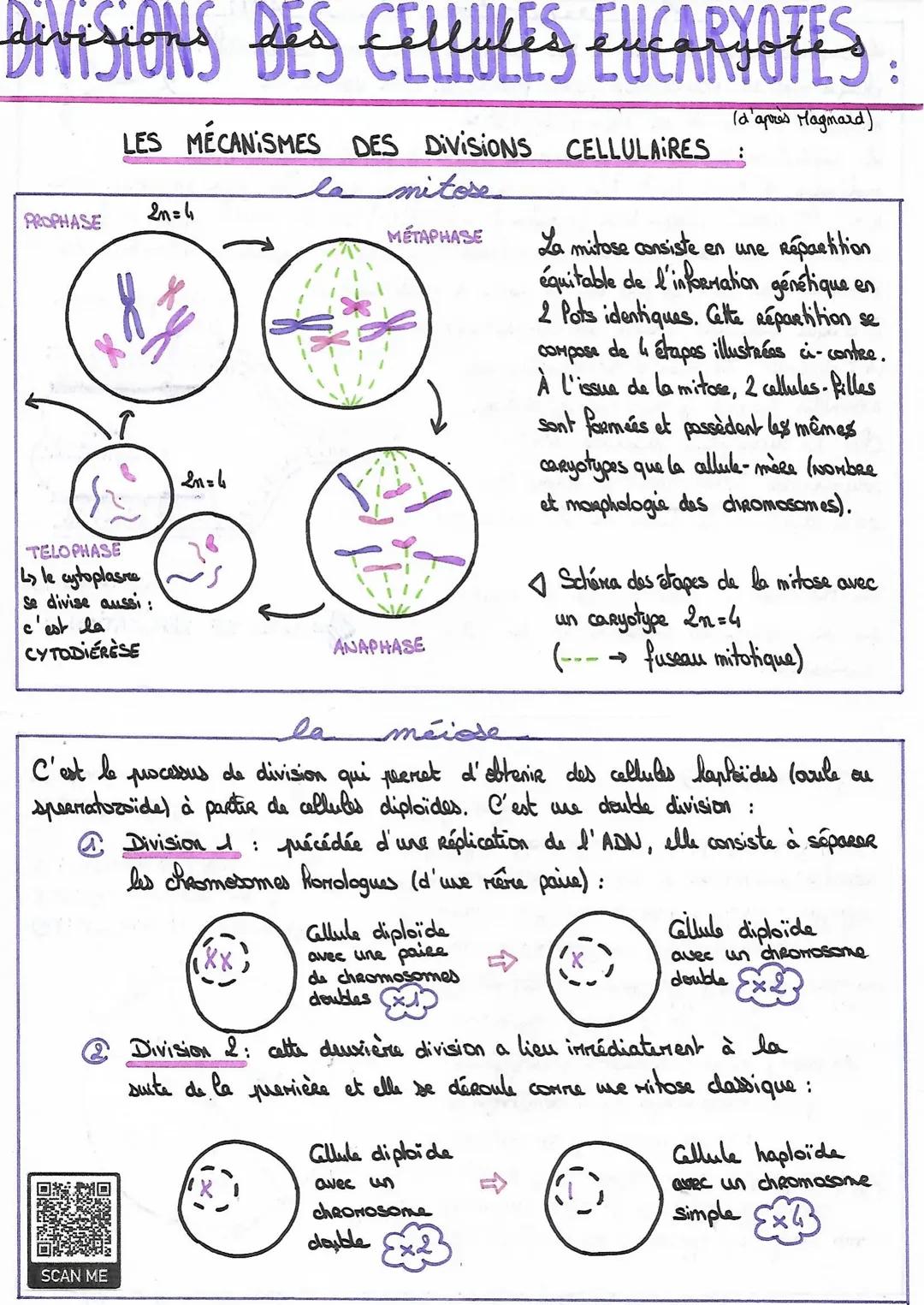 # DIVISIONS DES CELLULES EUCA
des cellulés encarnotes
LOCARNOTES:
LES MÉCANISMES DES DIVISIONS CELLULAIRES
lamitose
(d'après Magmard)