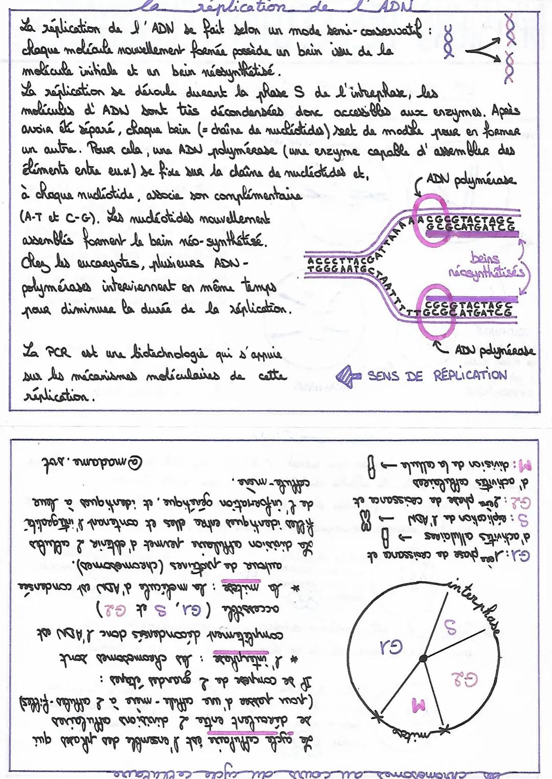 # DIVISIONS DES CELLULES EUCA
des cellulés encarnotes
LOCARNOTES:
LES MÉCANISMES DES DIVISIONS CELLULAIRES
lamitose
(d'après Magmard)