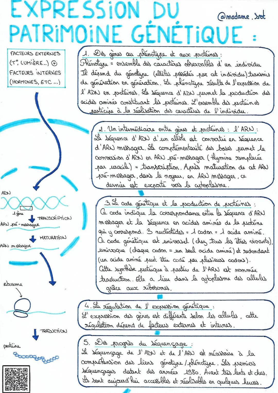 # EXPRESSION DU
@madame.sot
# PATRIMOINE GÉNÉTIQUE :
FACTEURS EXTERNES
(T. LUMIÈRE...)
FACTEURS INTERNES
(HORMONES, ETC...)
ADN
1 gena
A