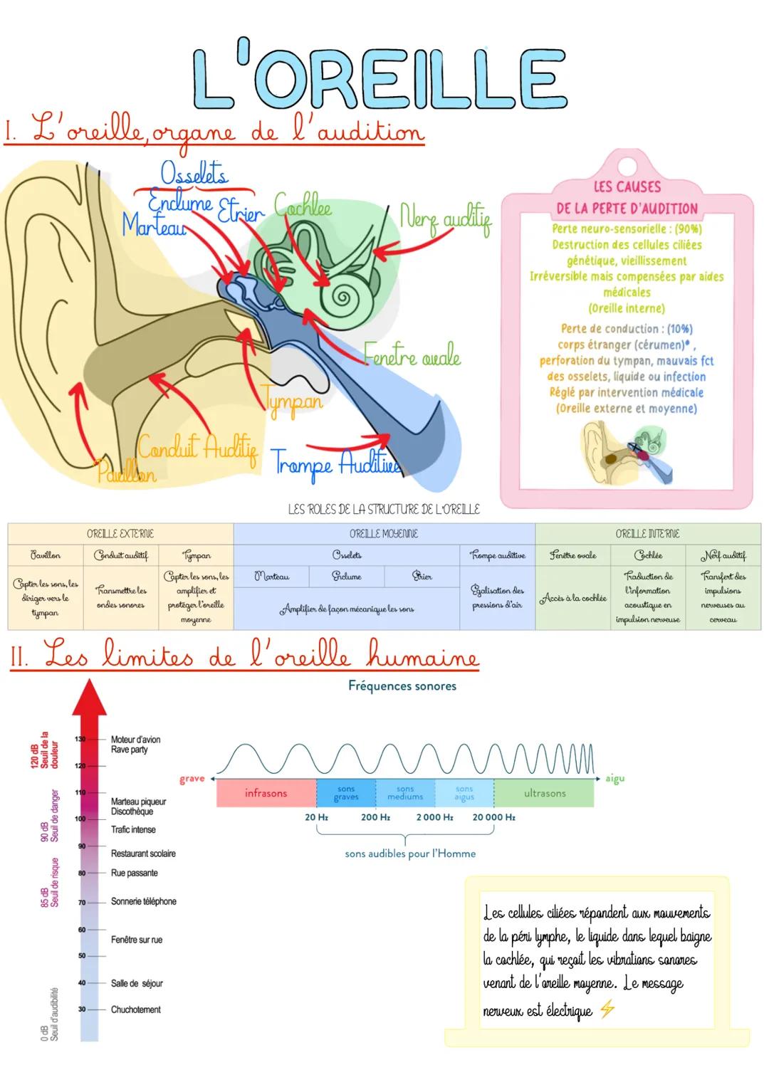 ENSEI.SCI-SVT Le son et L’oreille