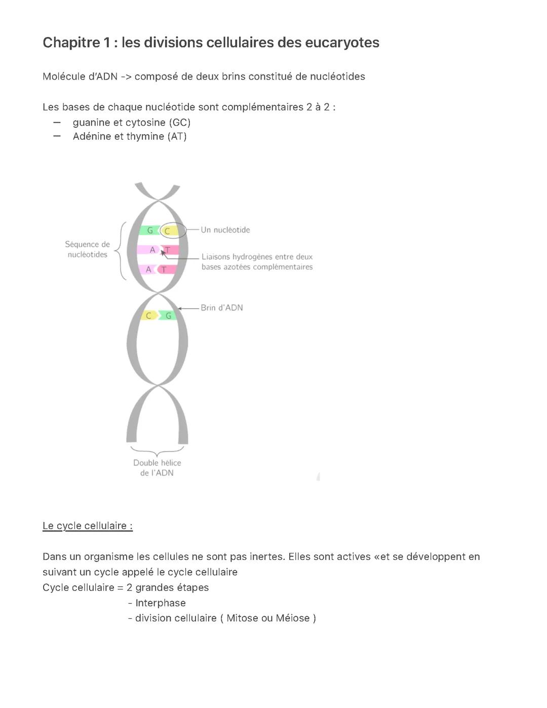 Les divisions cellulaires des eucaryotes