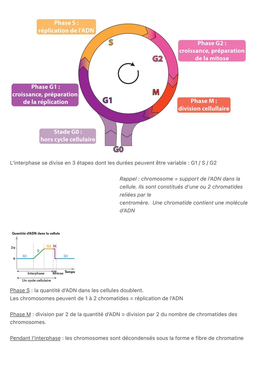 Chapitre 1 : les divisions cellulaires des eucaryotes
Molécule d'ADN -> composé de deux brins constitué de nucléotides
Les bases de chaque n