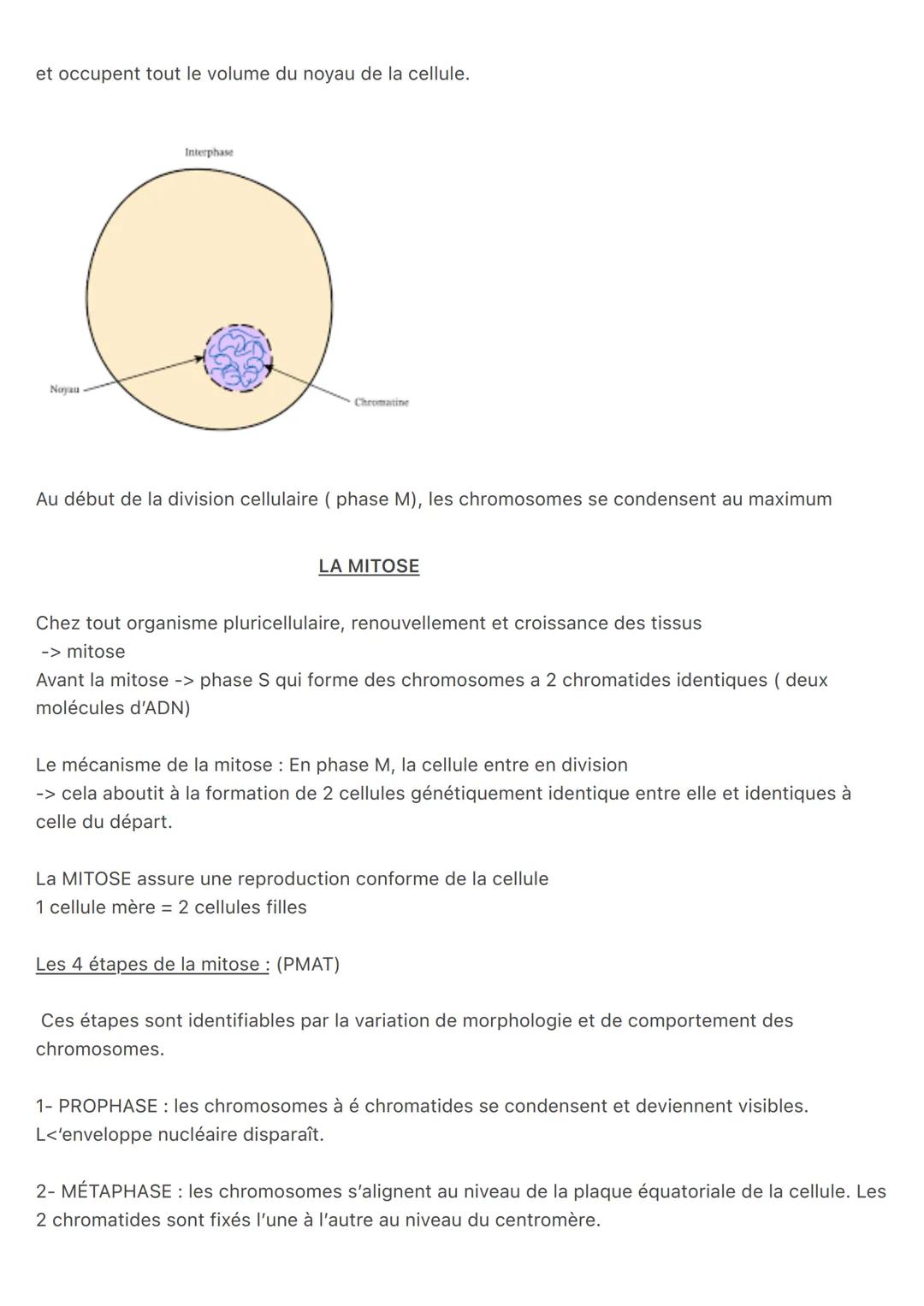 Chapitre 1 : les divisions cellulaires des eucaryotes
Molécule d'ADN -> composé de deux brins constitué de nucléotides
Les bases de chaque n