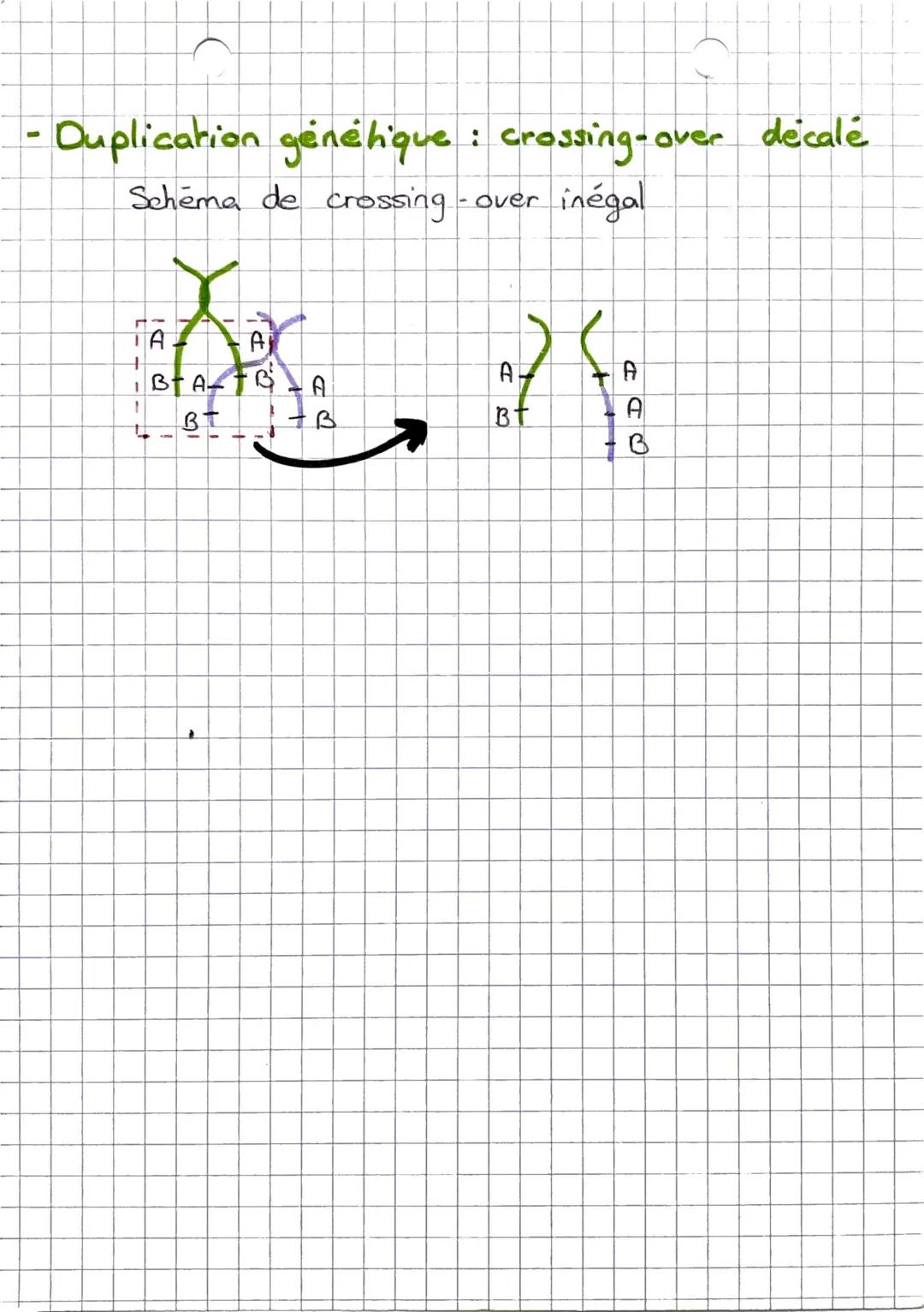 SVT
Les accidents chromosomiques lors de
la méïose humaine
- # ongines des anomalies du nbre de chrs
• mauvaise répartit des chrs lors de