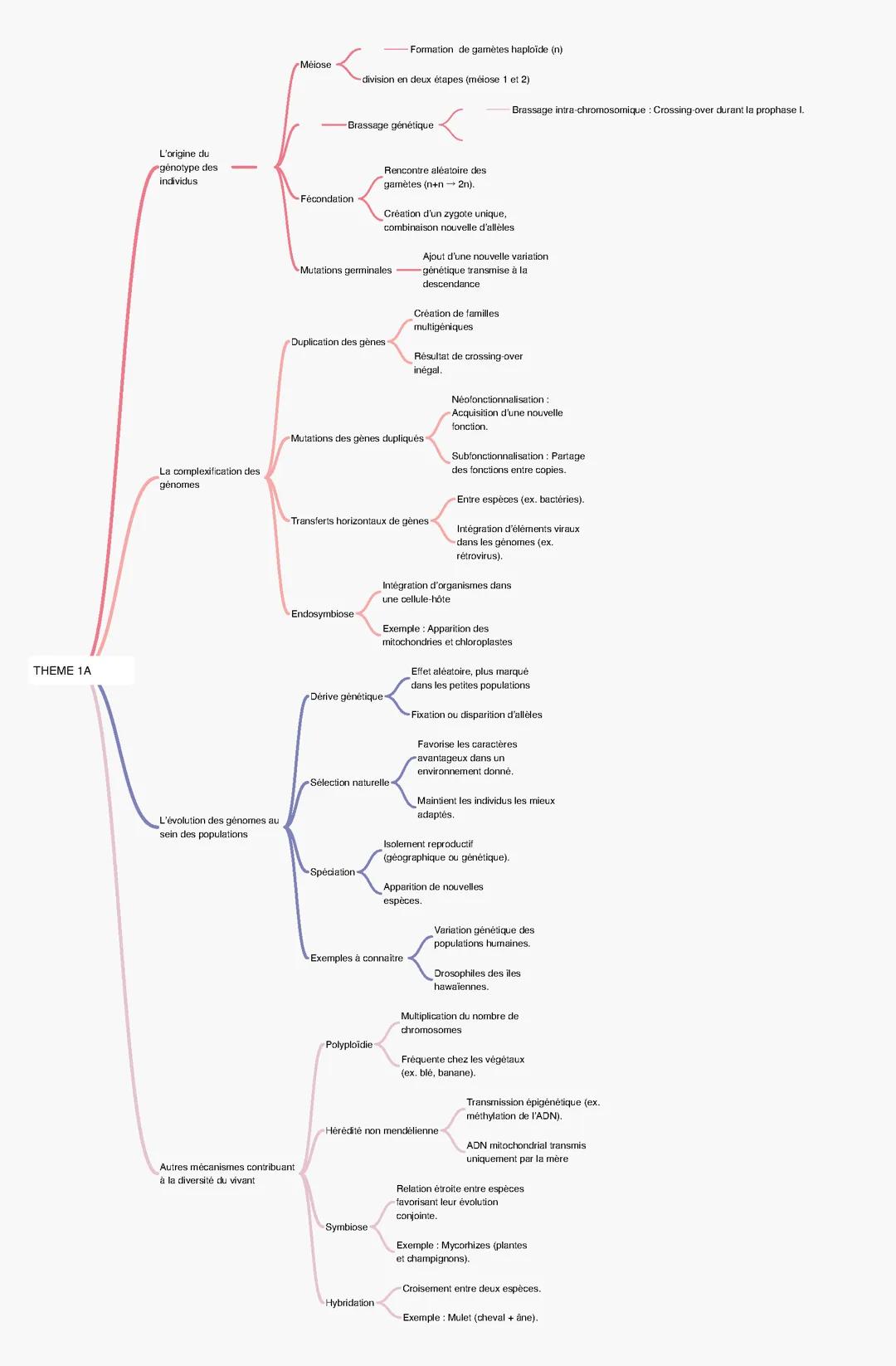 THEME 1A spe svt génétique et évolution