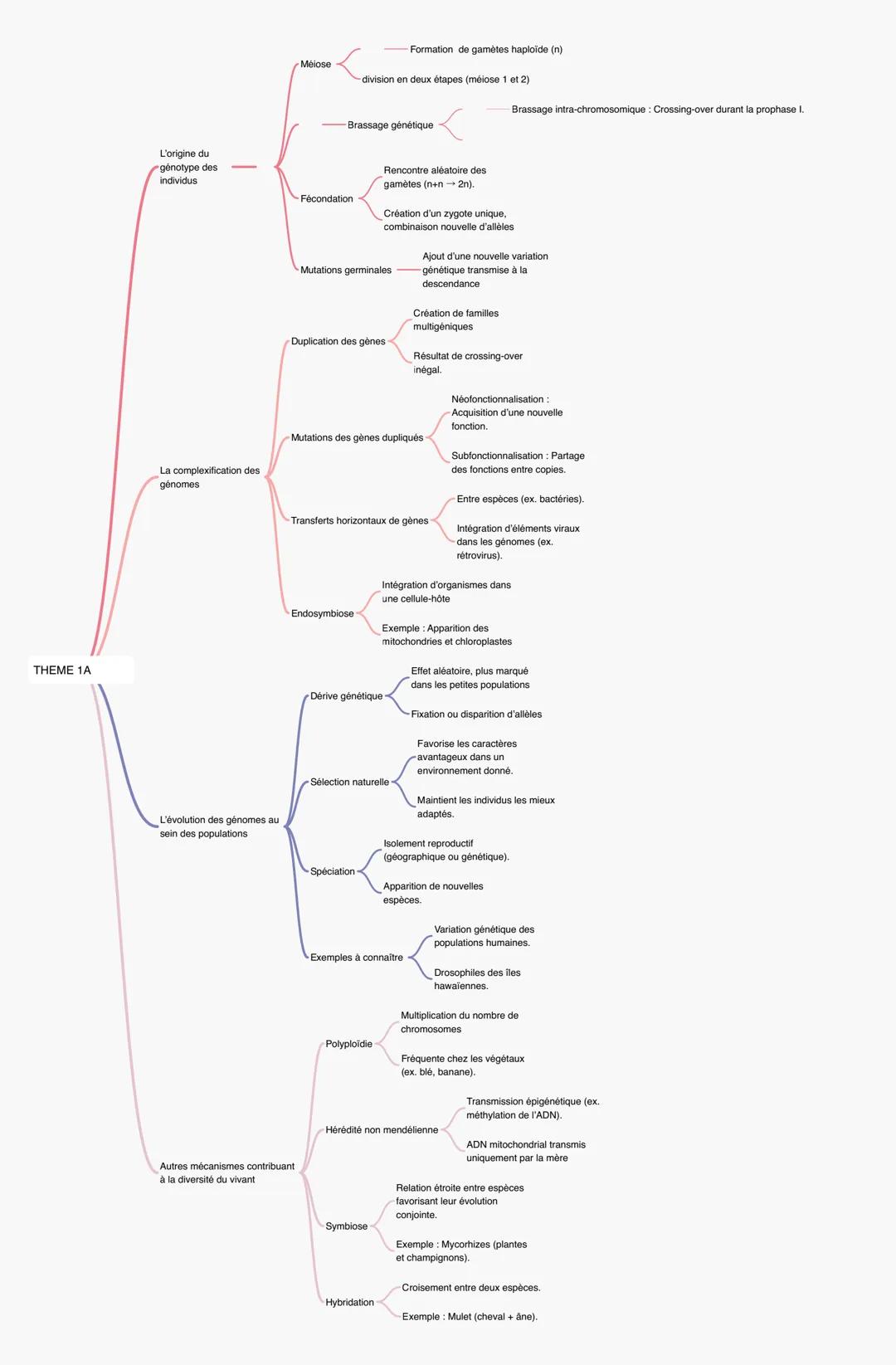 --- OCR Start ---
Formation de gamètes haploide (n)
Meiose
division en deux étapes (méiose 1 et 2)
Brassage intra-chromosomique: Crossing-ov