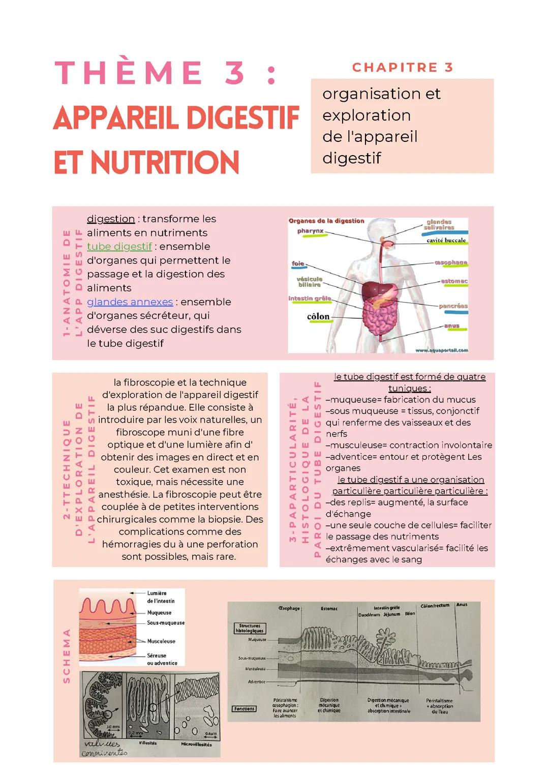 BPH Thème3 appareil digestif et nutrition chapitre3: organisat* et explorat* de l'appareil digestif