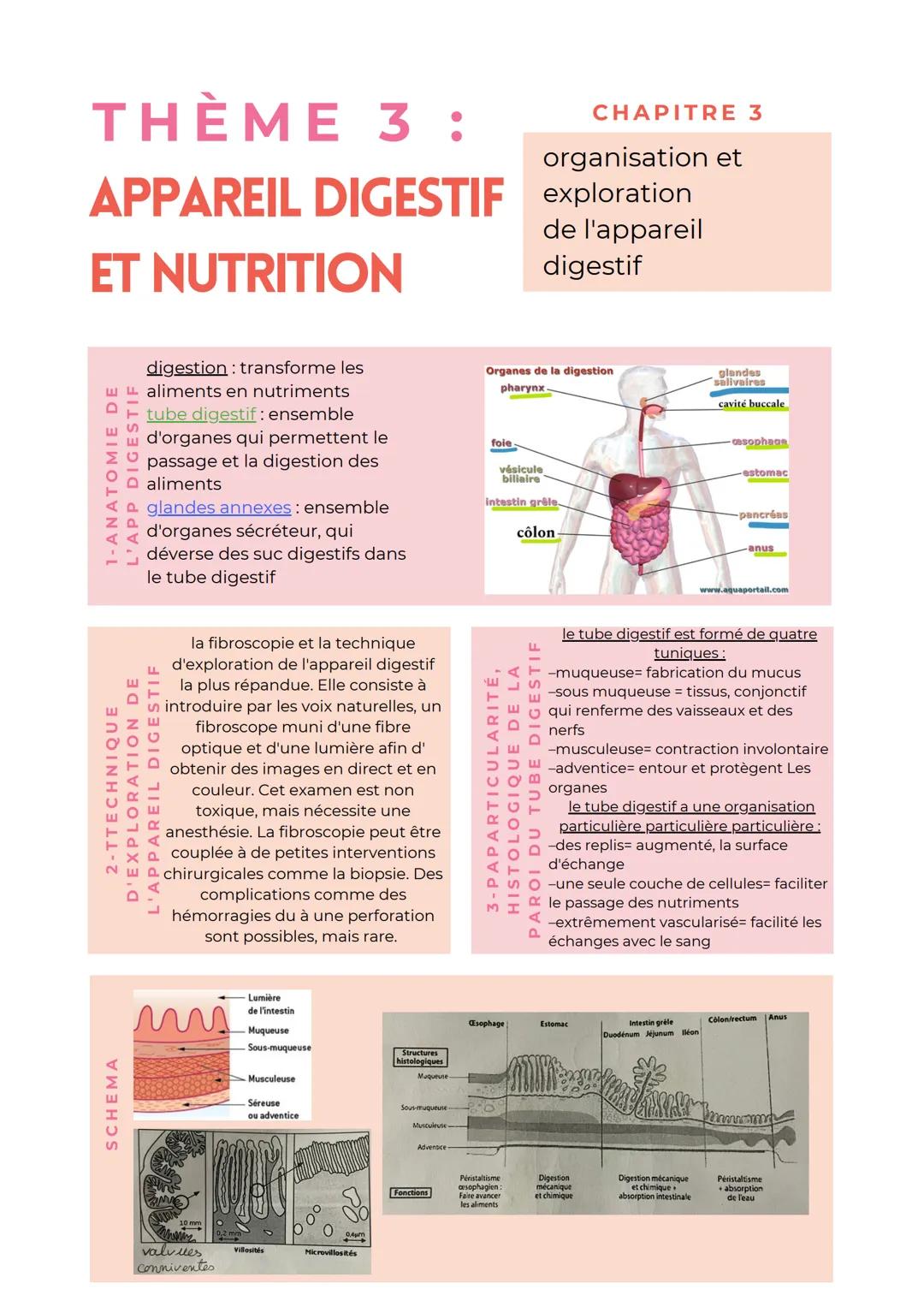 SCHEMA
THÈME 3:
APPAREIL DIGESTIF
ET NUTRITION
CHAPITRE 3
organisation et
exploration
de l'appareil
digestif
1-ANATOMIE DE
L'APP DIGESTIF
di