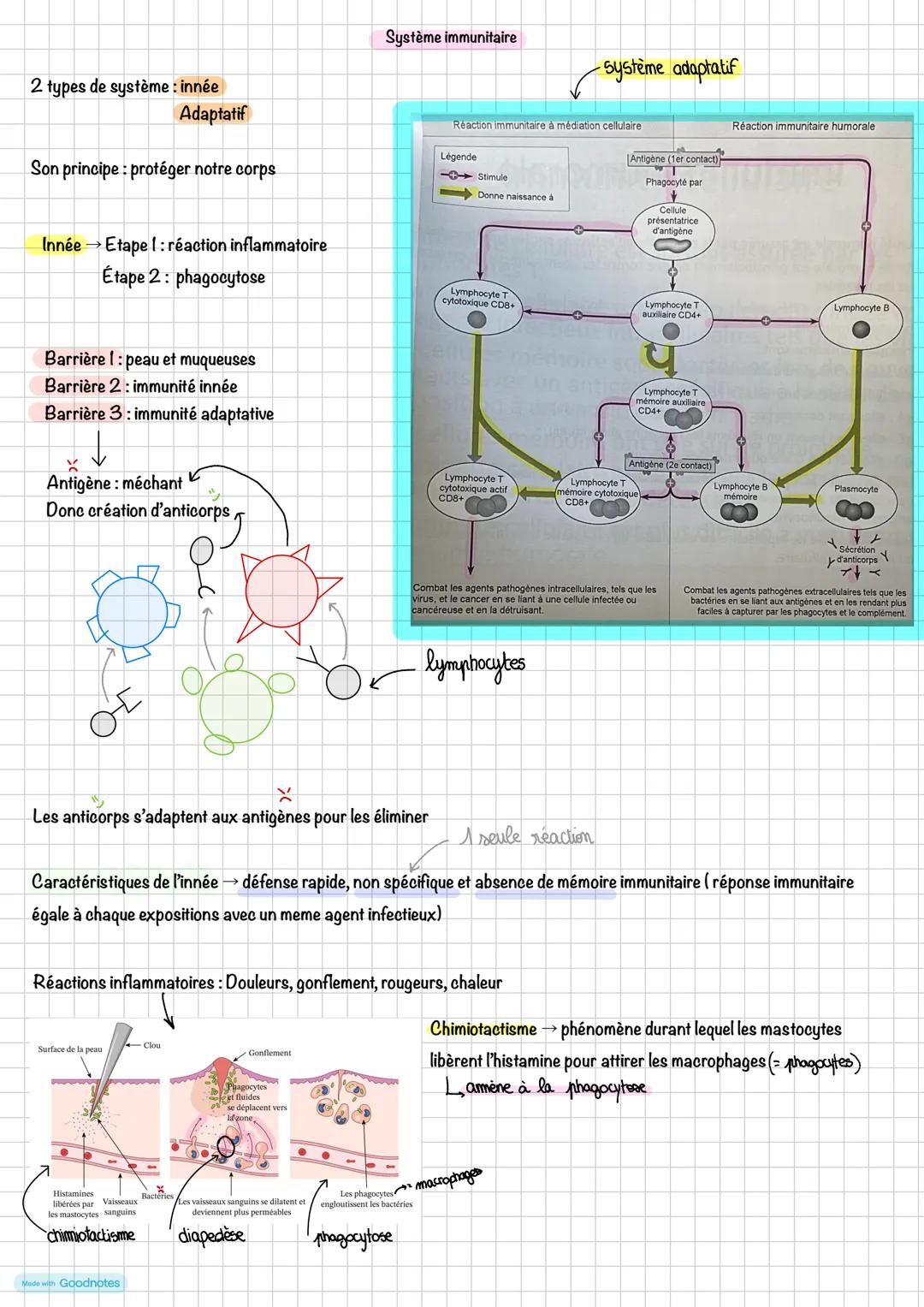 Système immunitaire
système adaptatif
2 types de système : innée
Adaptatif
Reaction immunitaire à médiation cellulaire
Réaction immunitai