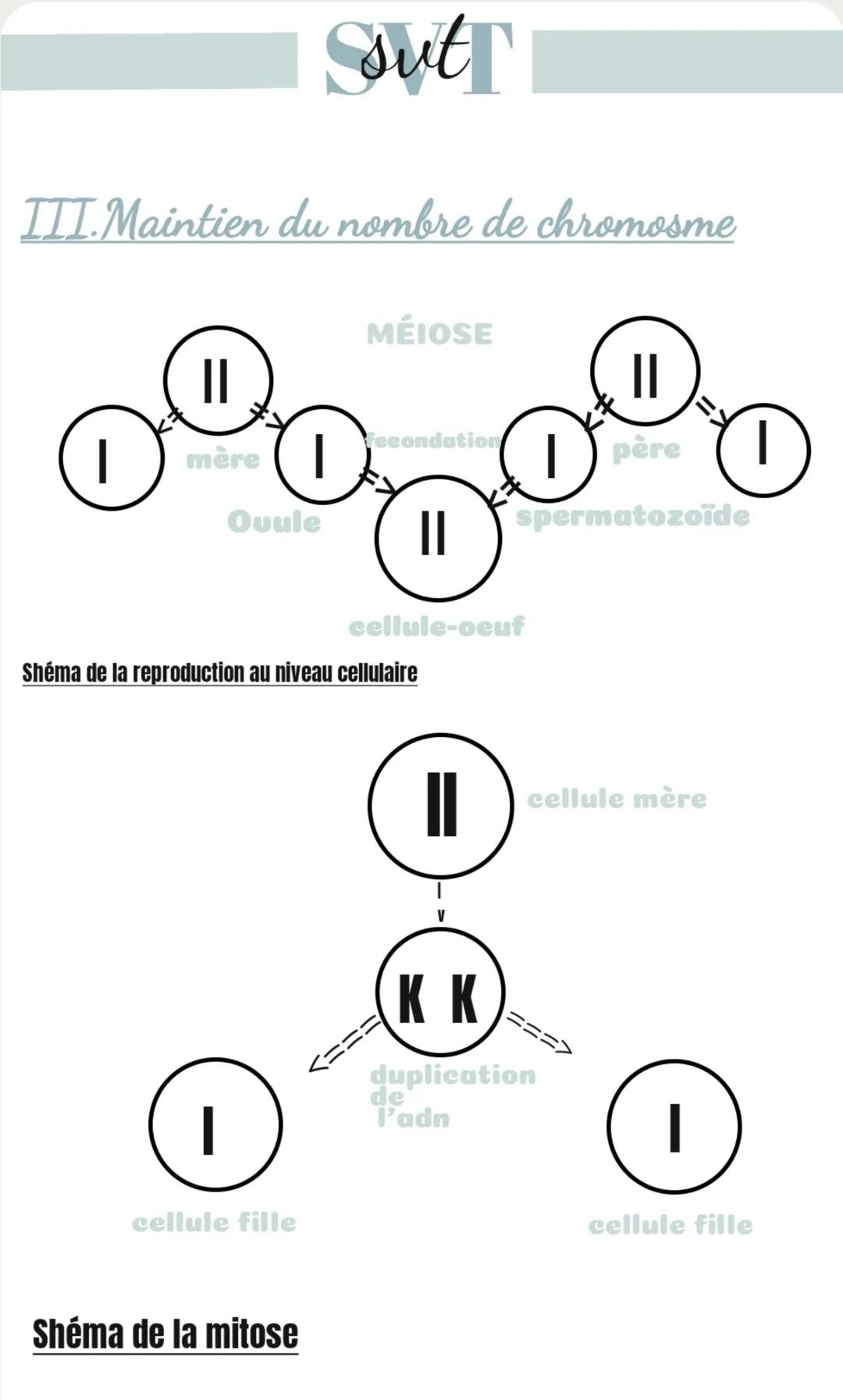 sut
III. Maintien du nombre de chromosme
MÉIOSE
II
Fecondation
mère
Ouule
II
cellule-oeuf
Shéma de la reproduction au niveau cellula