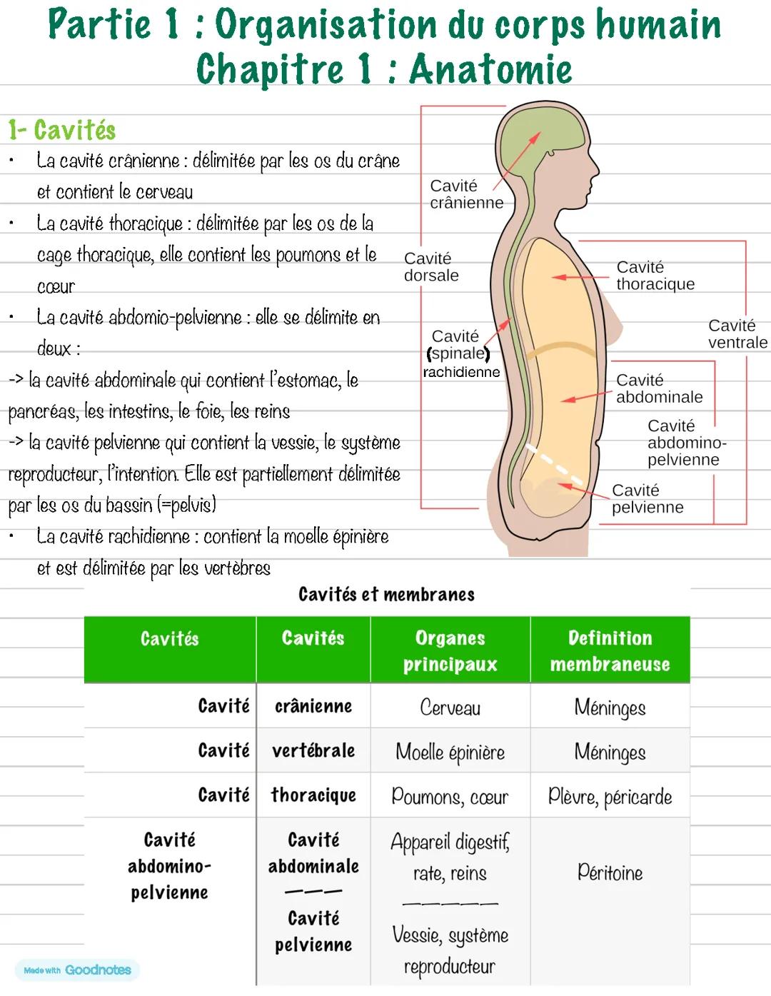 Biologie : Anatomie du corps humain