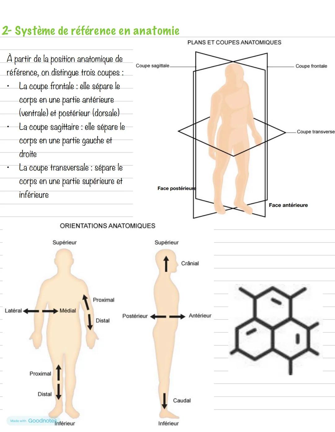 --- OCR Start ---
Partie 1: Organisation du corps humain
Chapitre 1: Anatomie
1- Cavités
La cavité crânienne: délimitée par les os du crâne