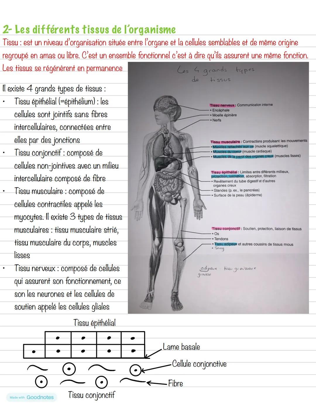 --- OCR Start ---
Partie 1: Organisation du corps humain
Chapitre 2: De l'organe aux molécules
1- Organisation hiérarchisée
Structure
Dimens