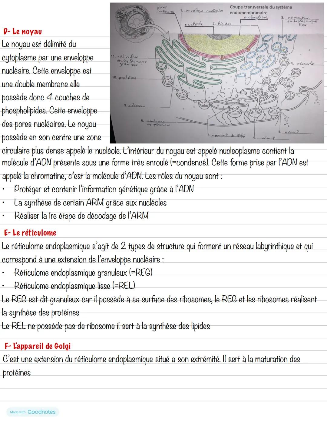 --- OCR Start ---
Partie 1: Organisation du corps humain
Chapitre 2: De l'organe aux molécules
1- Organisation hiérarchisée
Structure
Dimens
