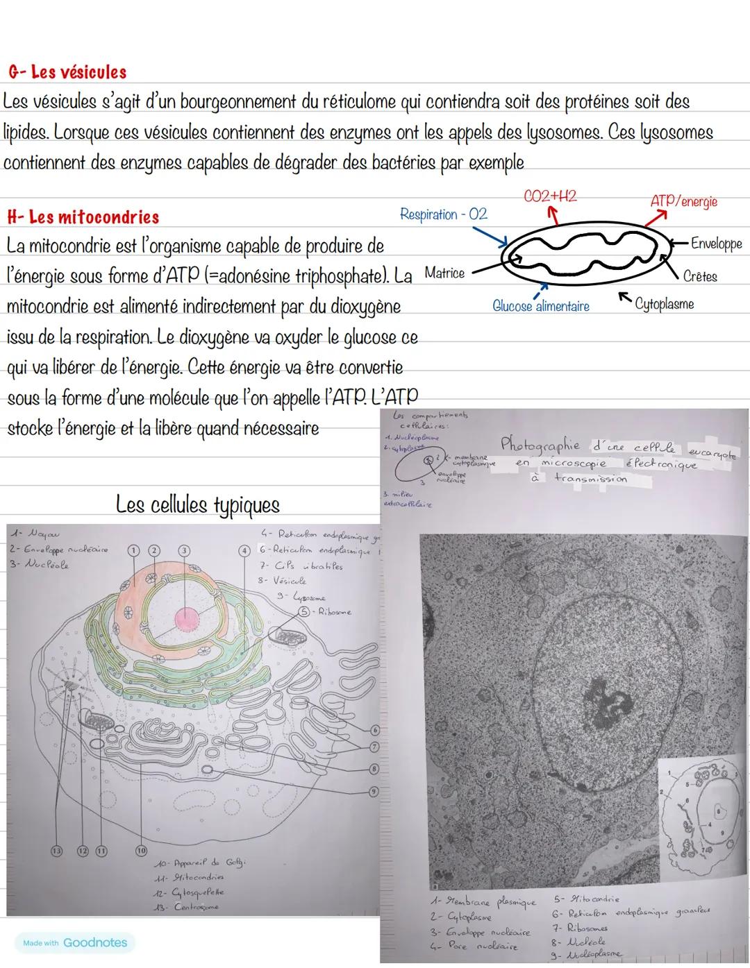 --- OCR Start ---
Partie 1: Organisation du corps humain
Chapitre 2: De l'organe aux molécules
1- Organisation hiérarchisée
Structure
Dimens