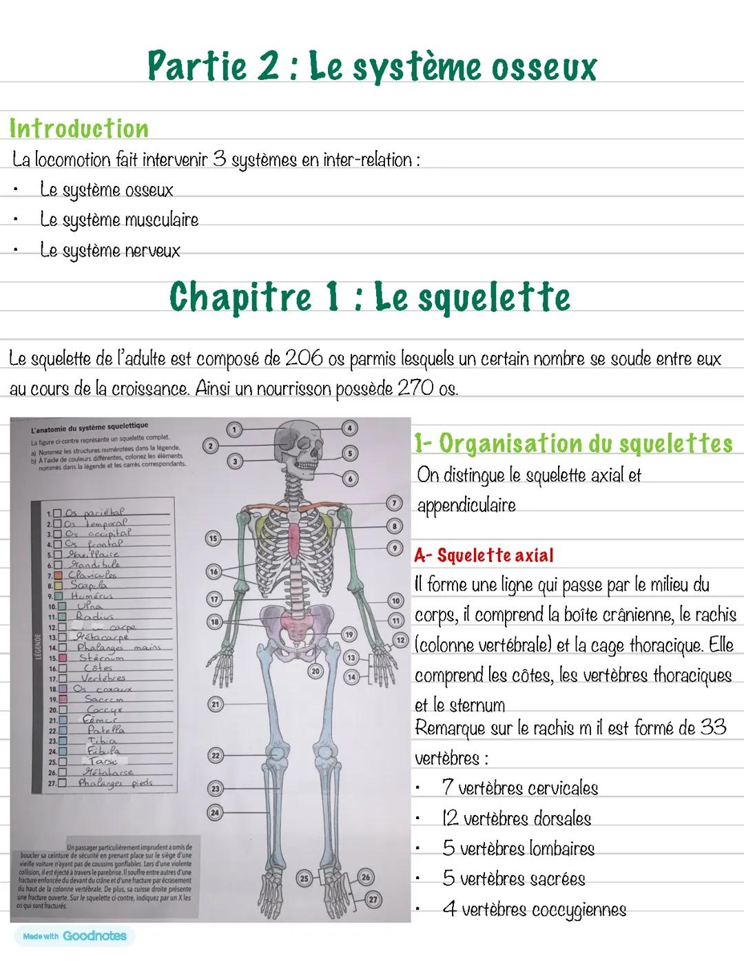 Biologie : Le squelette
