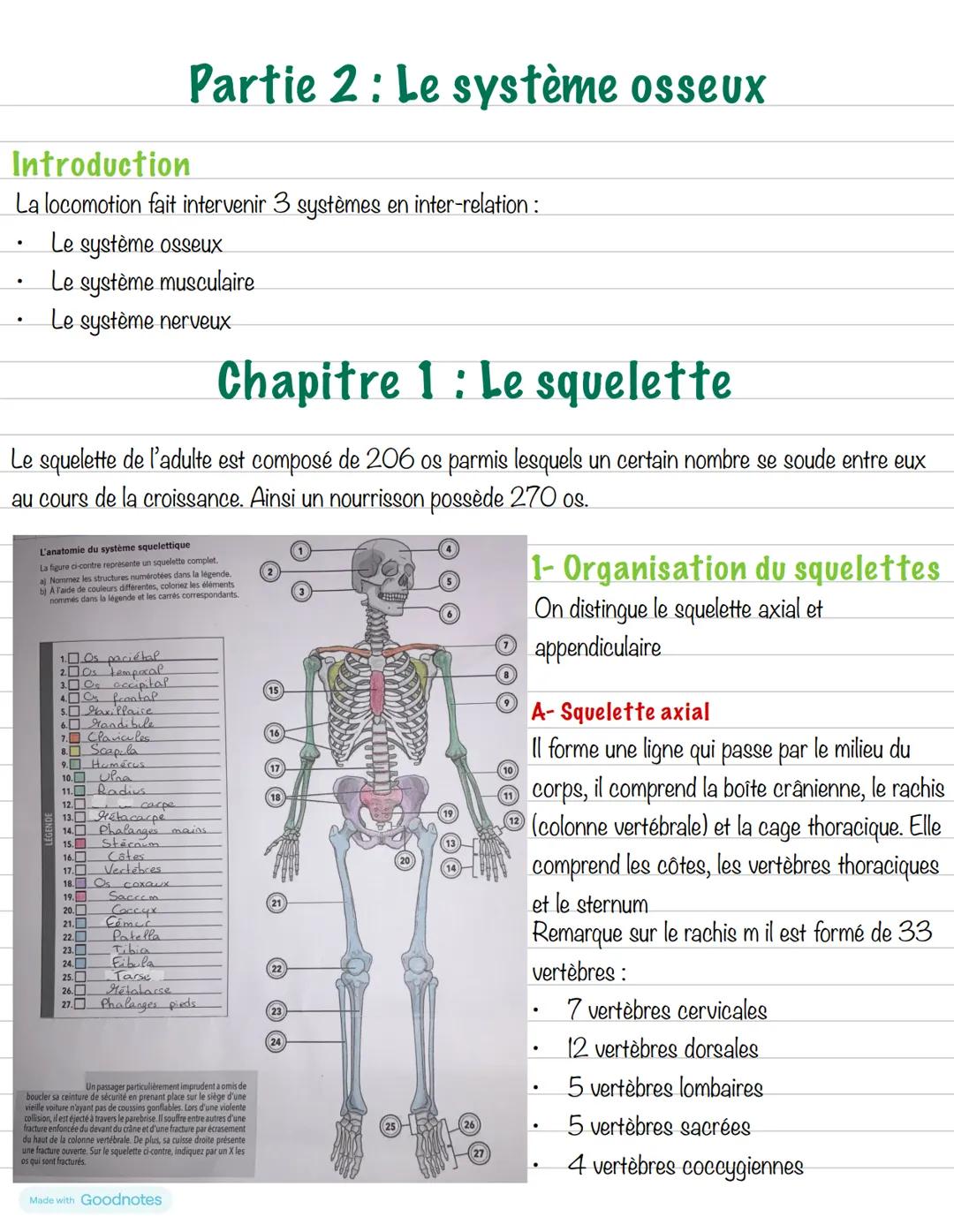 # Partie 2 : Le système osseux
# Introduction
La locomotion fait intervenir 3 systèmes en inter-relation :
- Le système osseux
- Le système