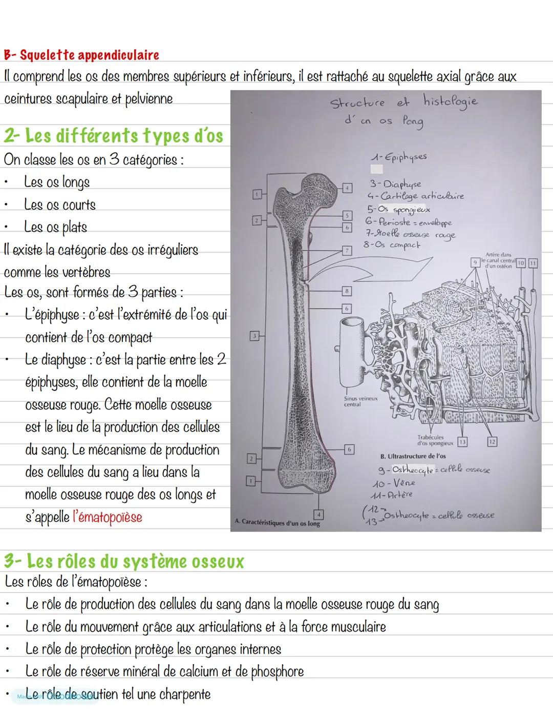 # Partie 2 : Le système osseux
# Introduction
La locomotion fait intervenir 3 systèmes en inter-relation :
- Le système osseux
- Le système