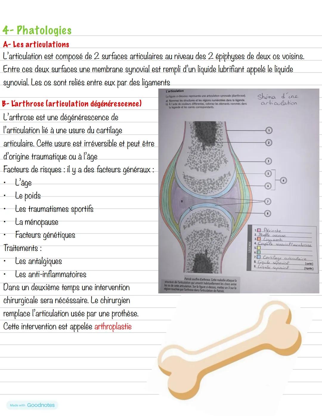 # Partie 2 : Le système osseux
# Introduction
La locomotion fait intervenir 3 systèmes en inter-relation :
- Le système osseux
- Le système
