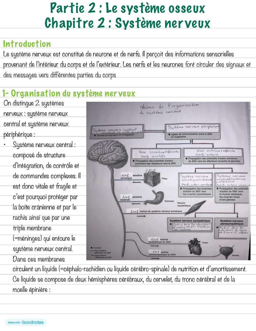 Biologie : Le système nerveux