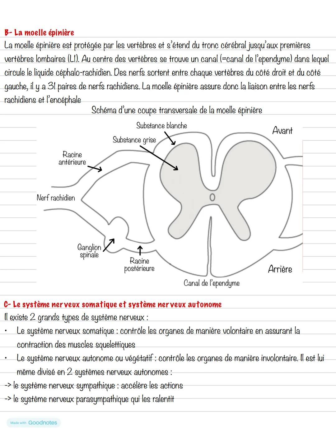 # Partie 2 : Le système osseux
# Chapitre 2 : Système nerveux
**Introduction**
Le système nerveux est constitué de neurone et de nerfs. Il