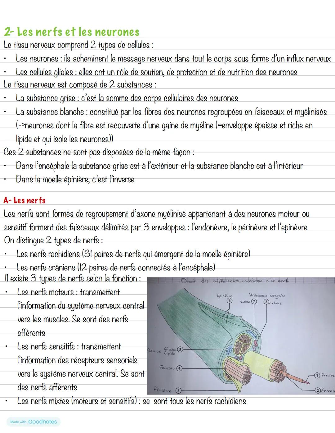 # Partie 2 : Le système osseux
# Chapitre 2 : Système nerveux
**Introduction**
Le système nerveux est constitué de neurone et de nerfs. Il