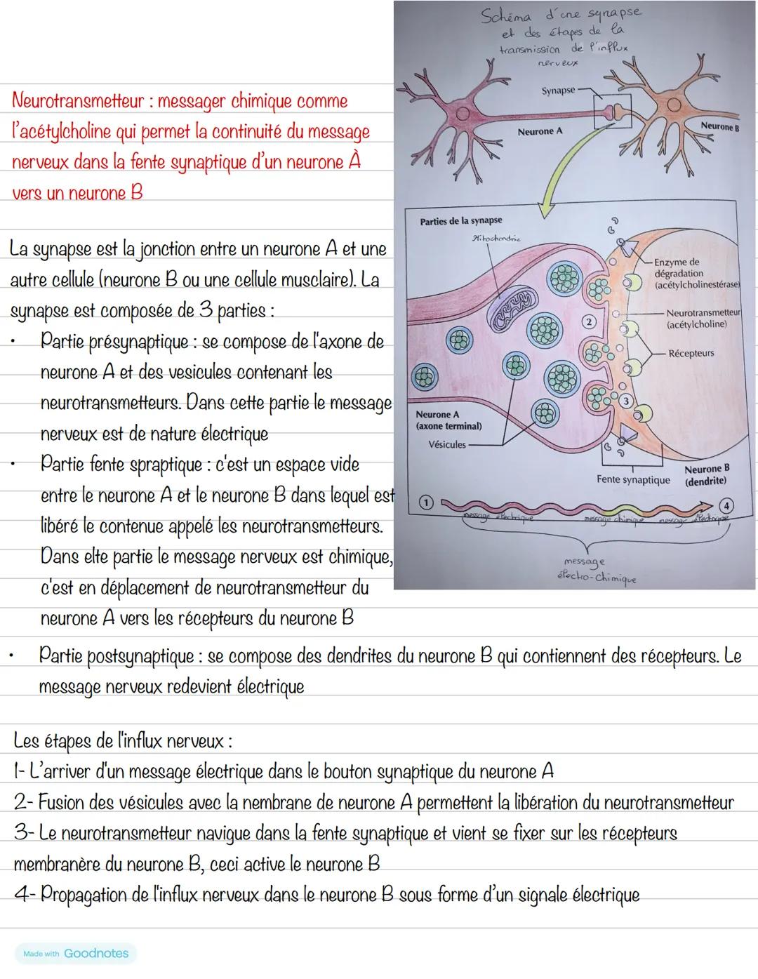 # Partie 2 : Le système osseux
# Chapitre 2 : Système nerveux
**Introduction**
Le système nerveux est constitué de neurone et de nerfs. Il