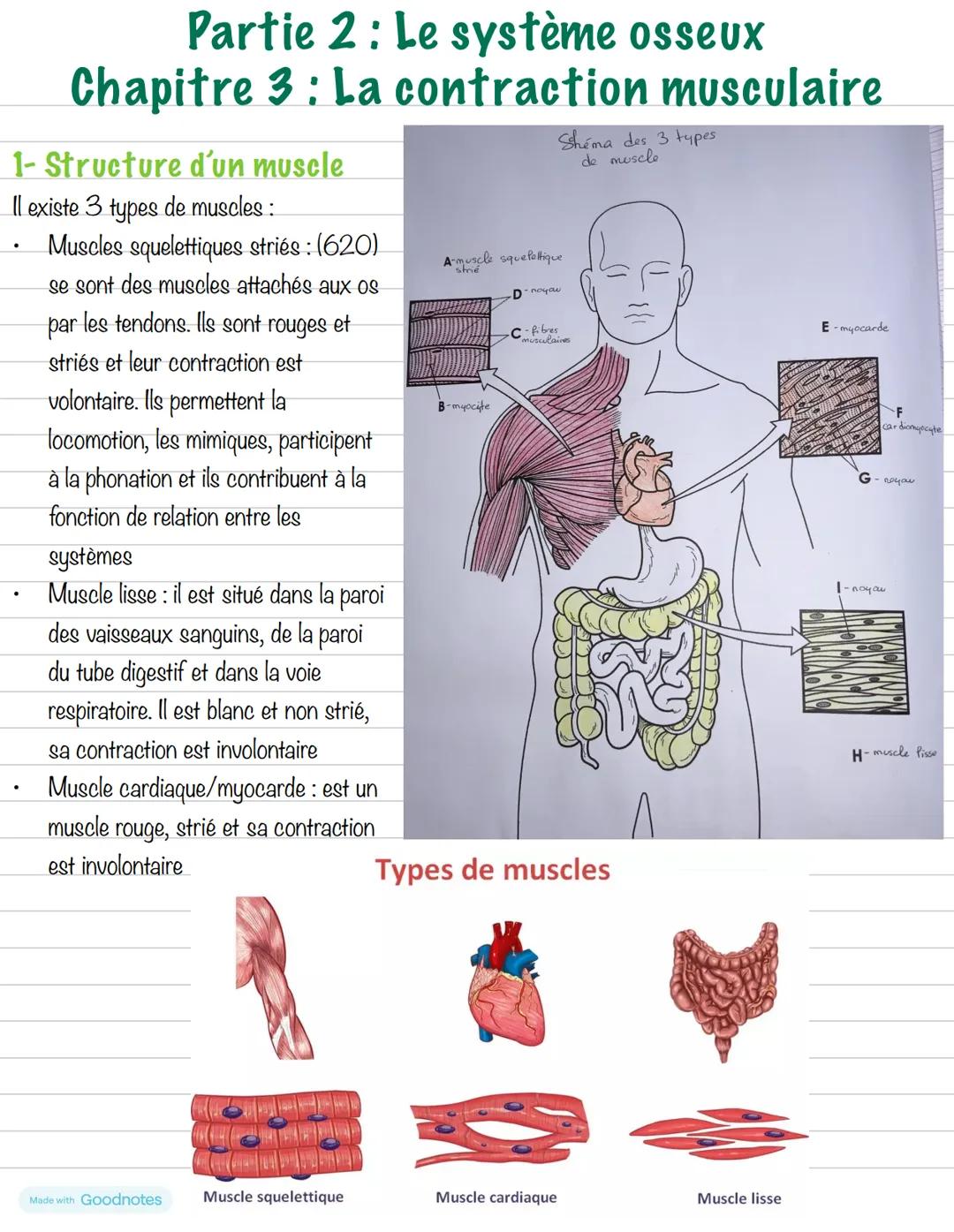 Partie 2: Le système osseux
Chapitre 3: La contraction musculaire
1- Structure d'un muscle
Il existe 3 types de muscles:
- Muscles squelet