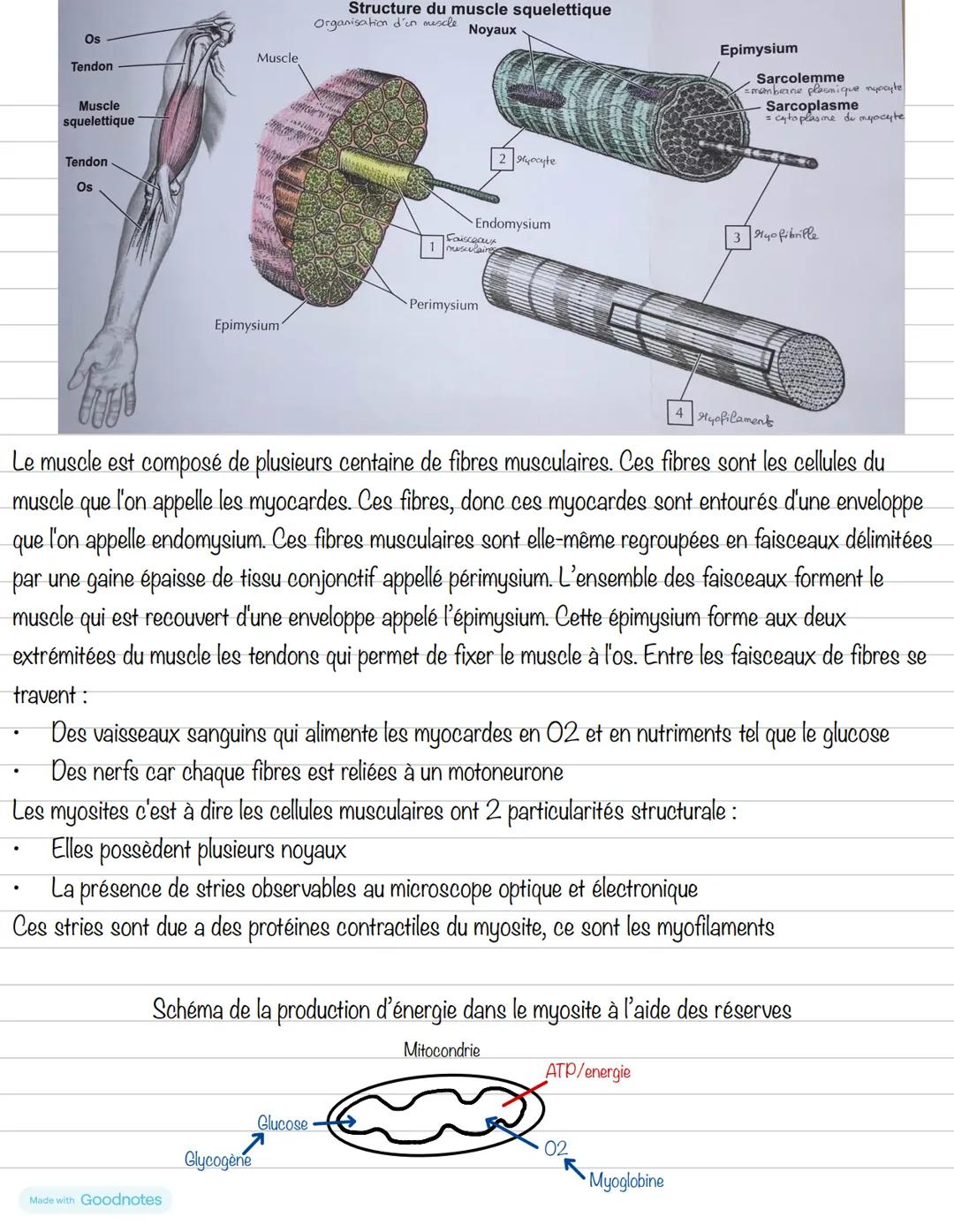 Partie 2: Le système osseux
Chapitre 3: La contraction musculaire
1- Structure d'un muscle
Il existe 3 types de muscles:
- Muscles squelet